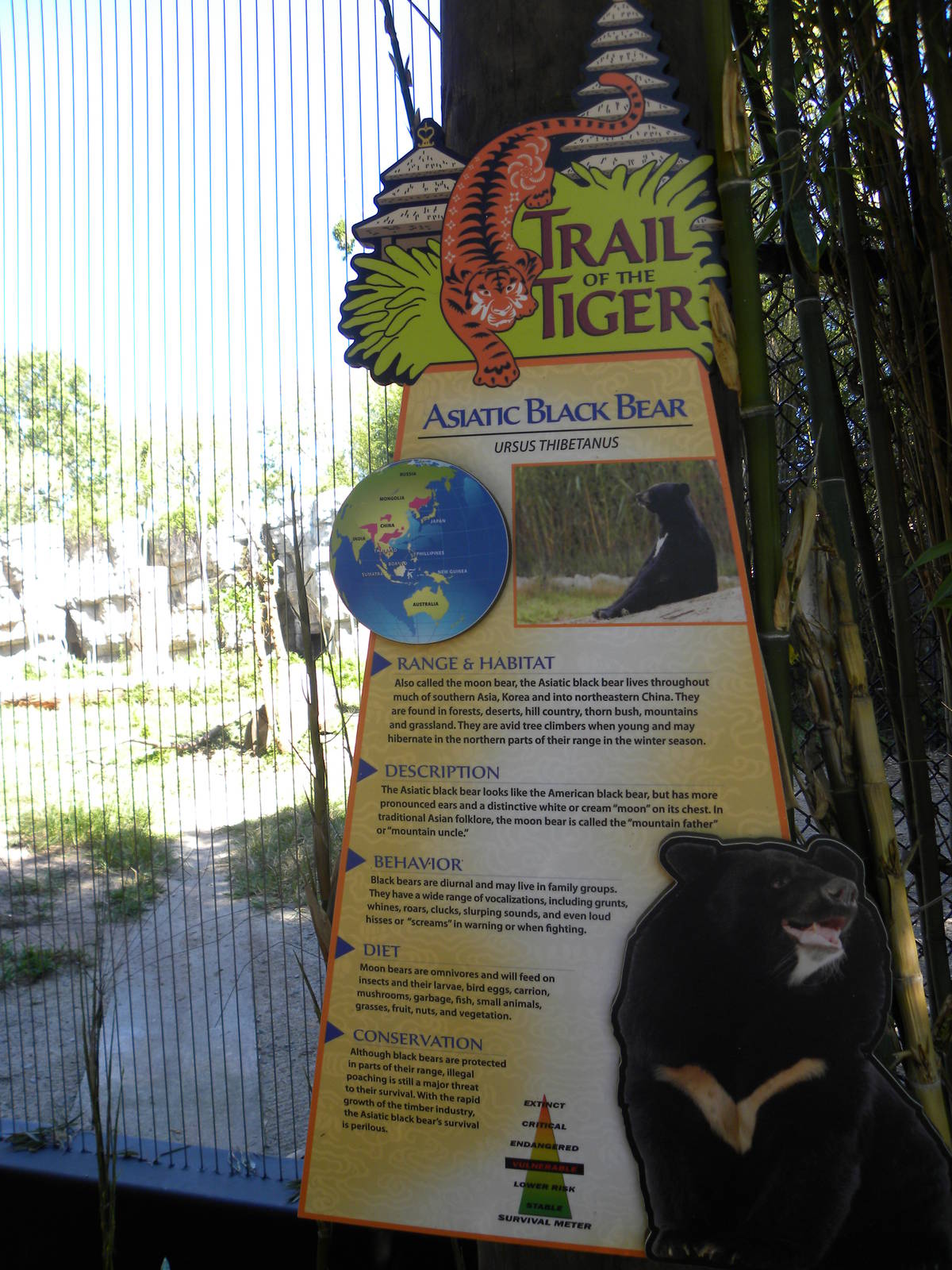 Asiatic Black Bear Exhibit