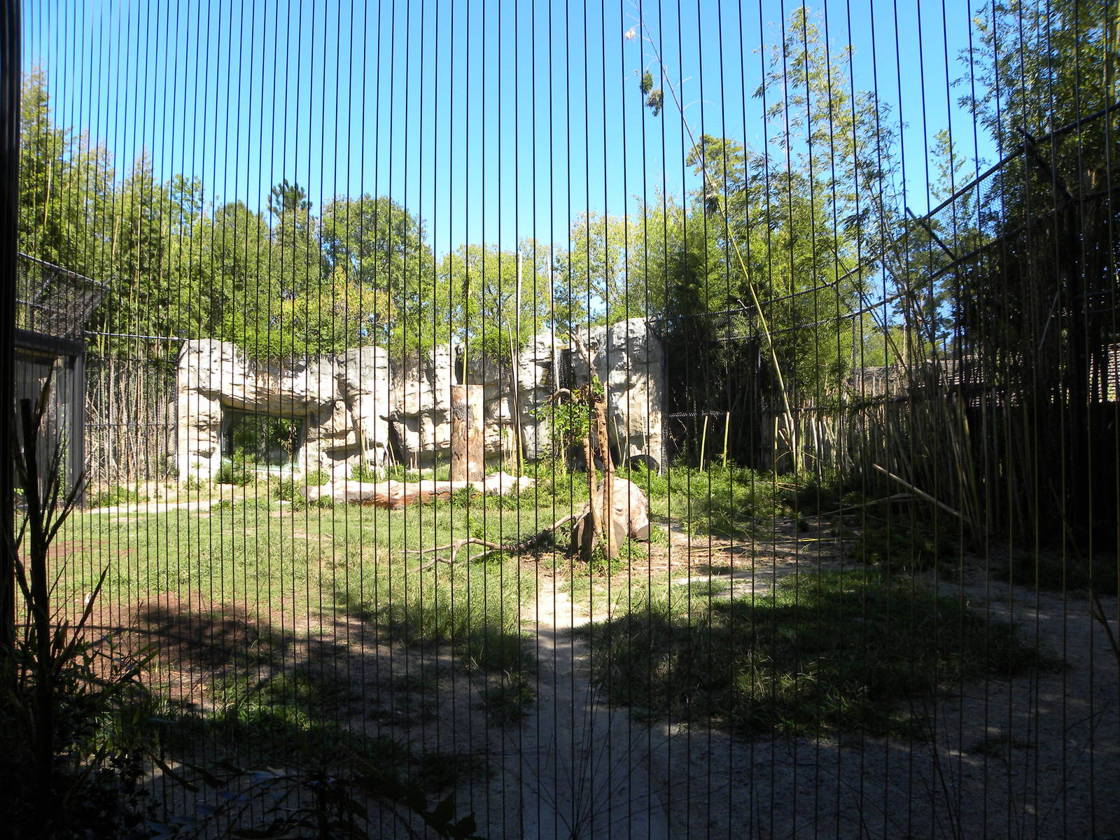 Asiatic Black Bear Exhibit