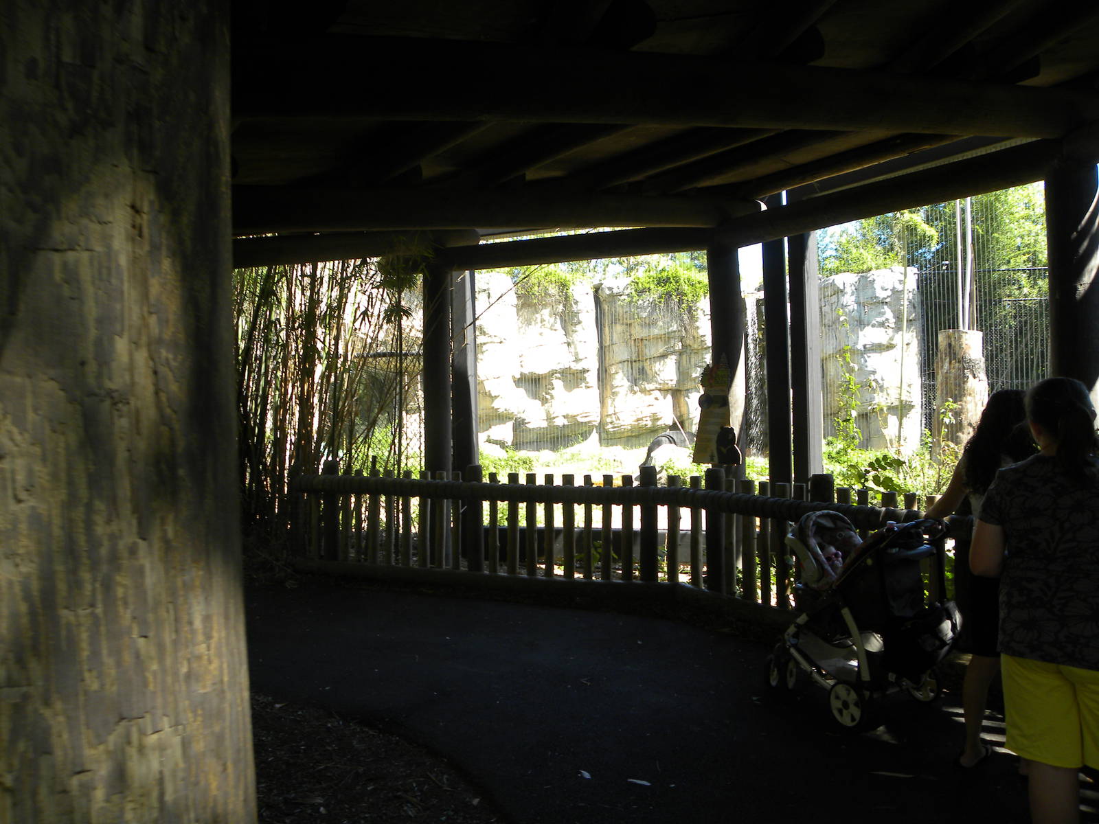 Asiatic Black Bear Exhibit
