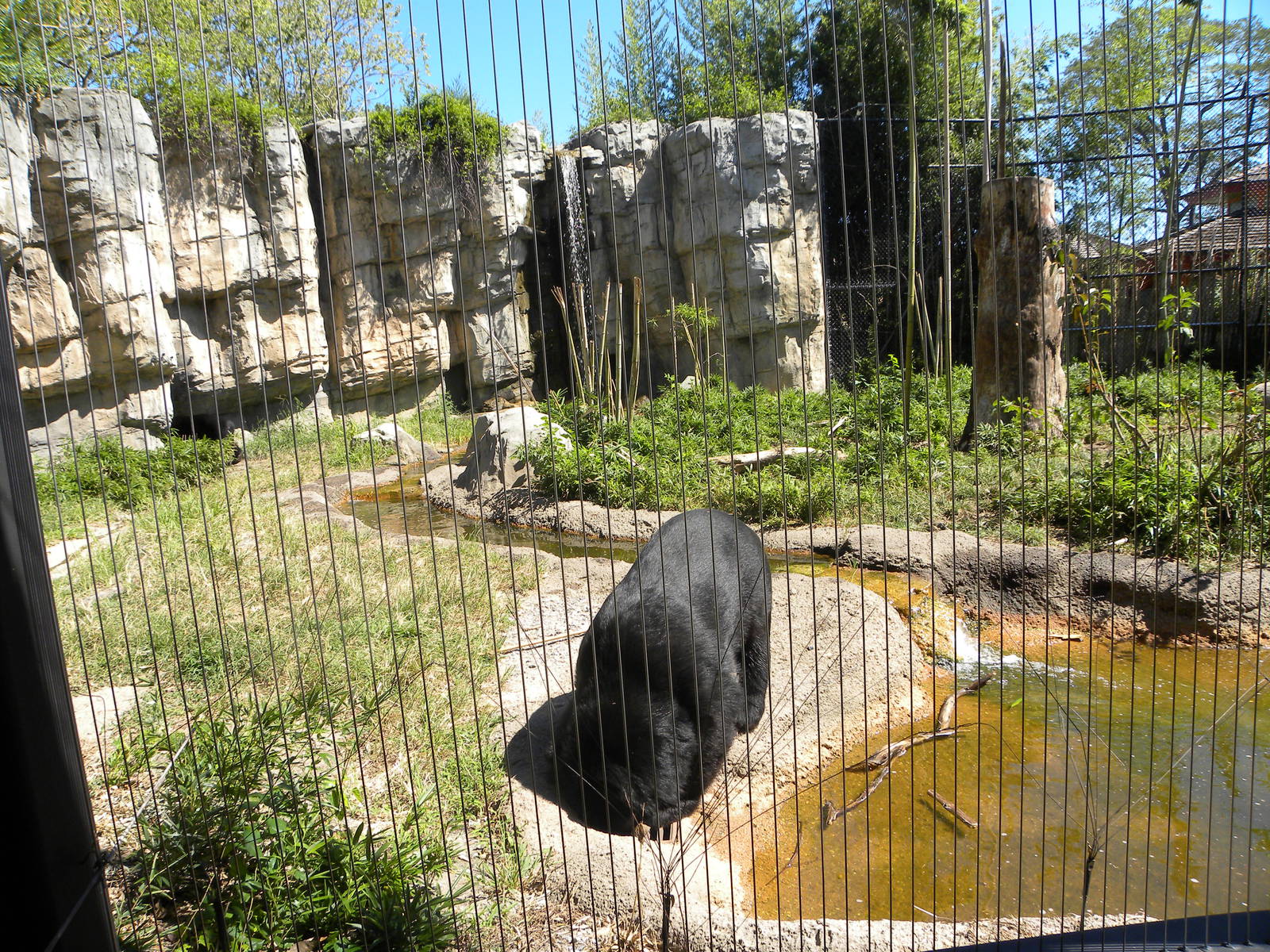 Asiatic Black Bear Exhibit