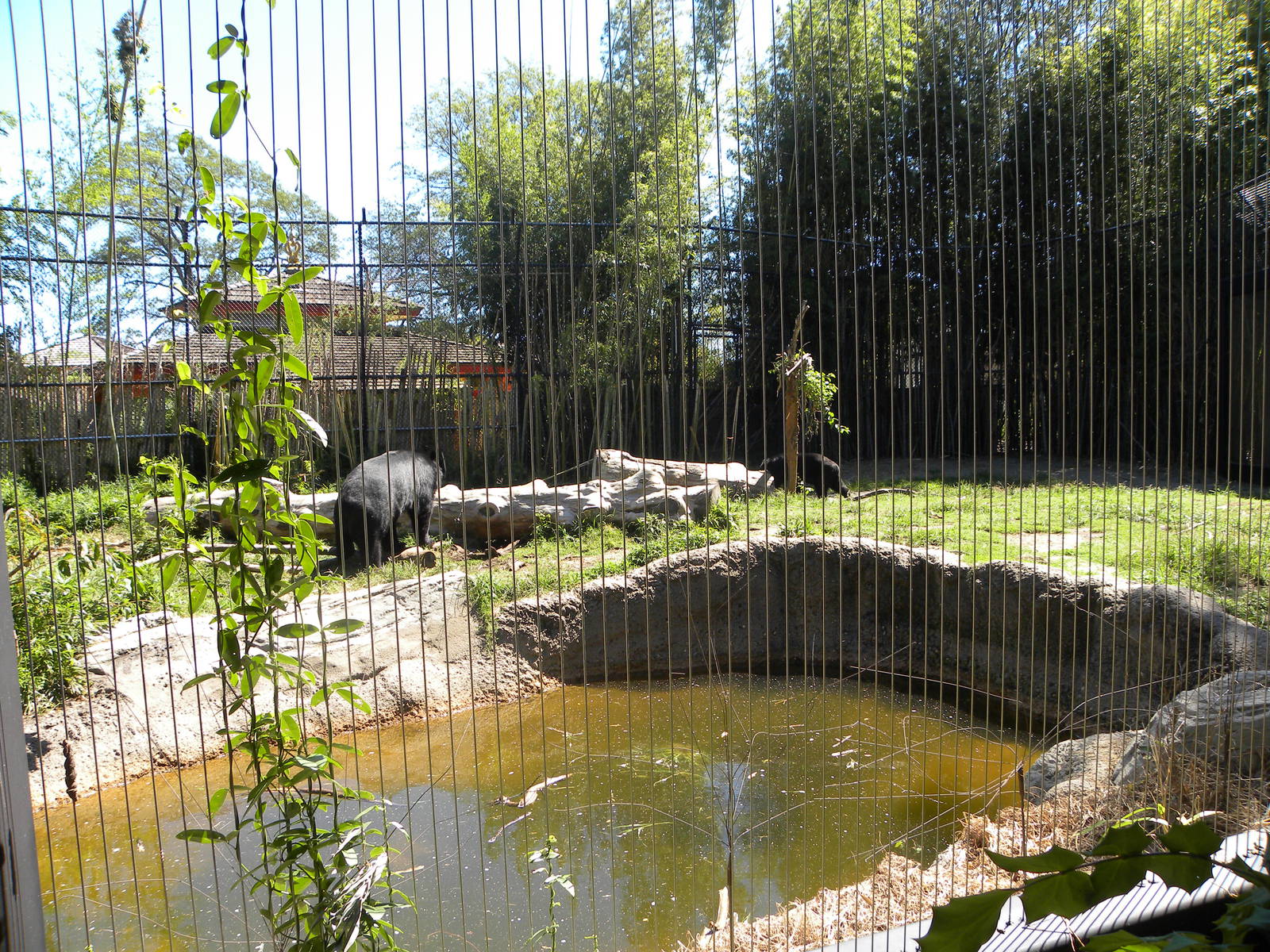 Asiatic Black Bear Exhibit