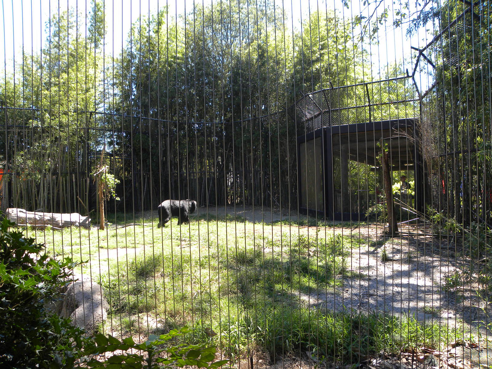 Asiatic Black Bear Exhibit
