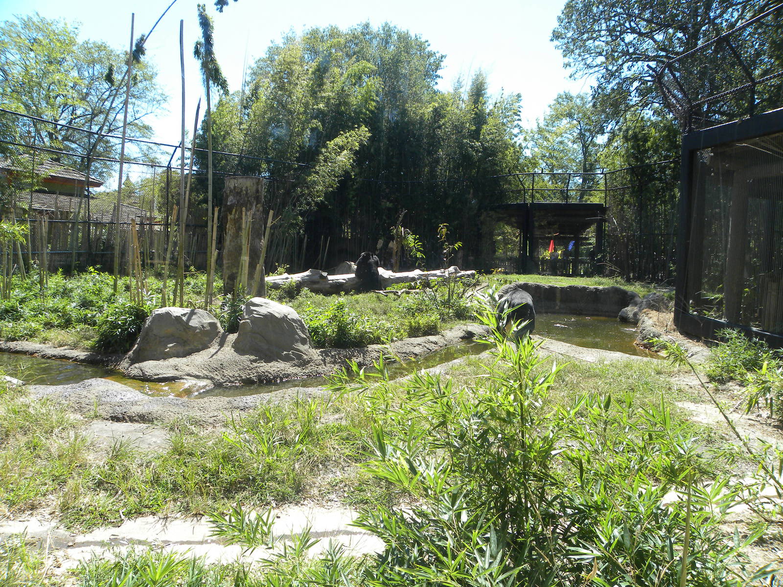 Asiatic Black Bear Exhibit