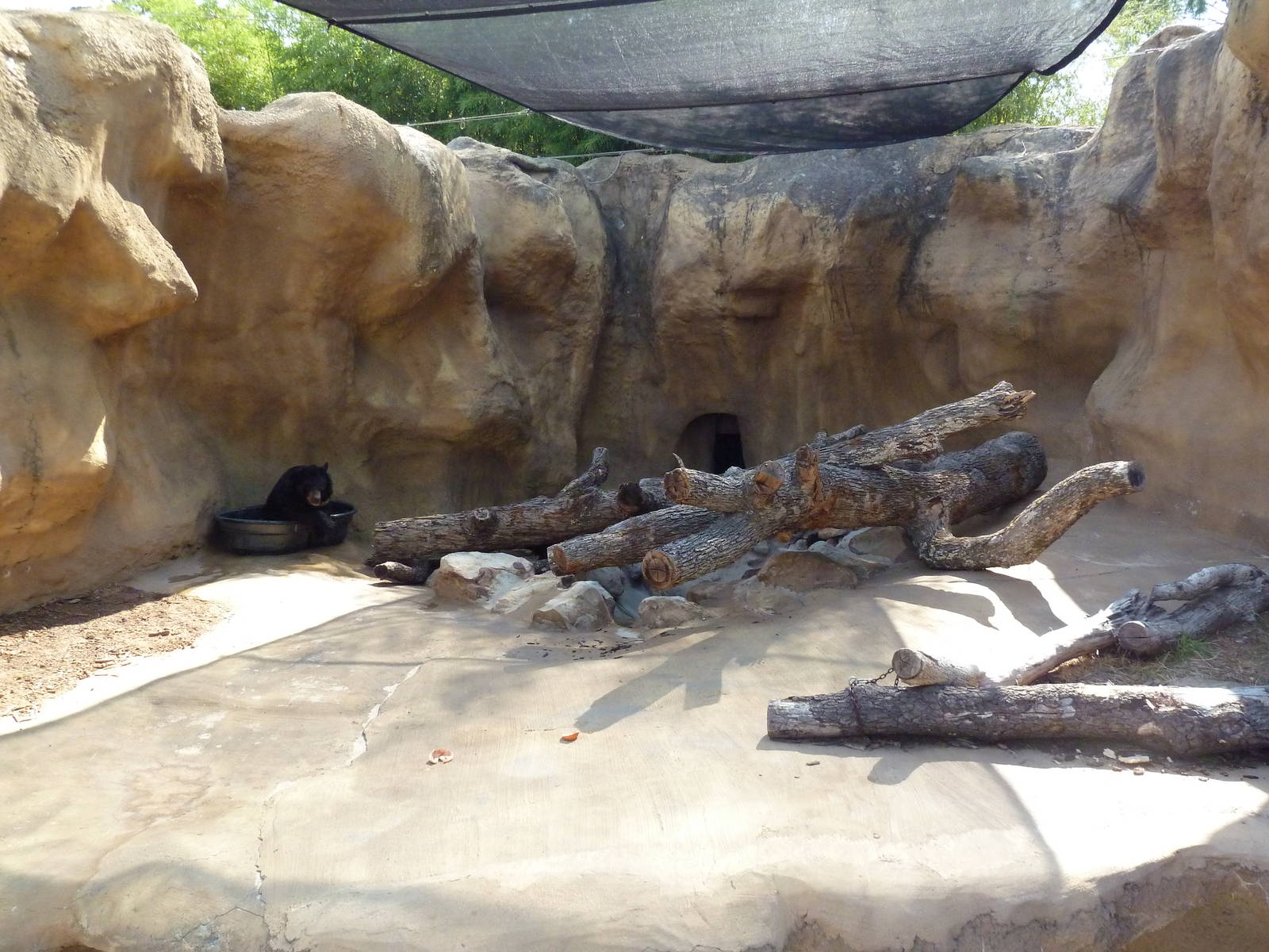 Asiatic Black Bear Exhibit