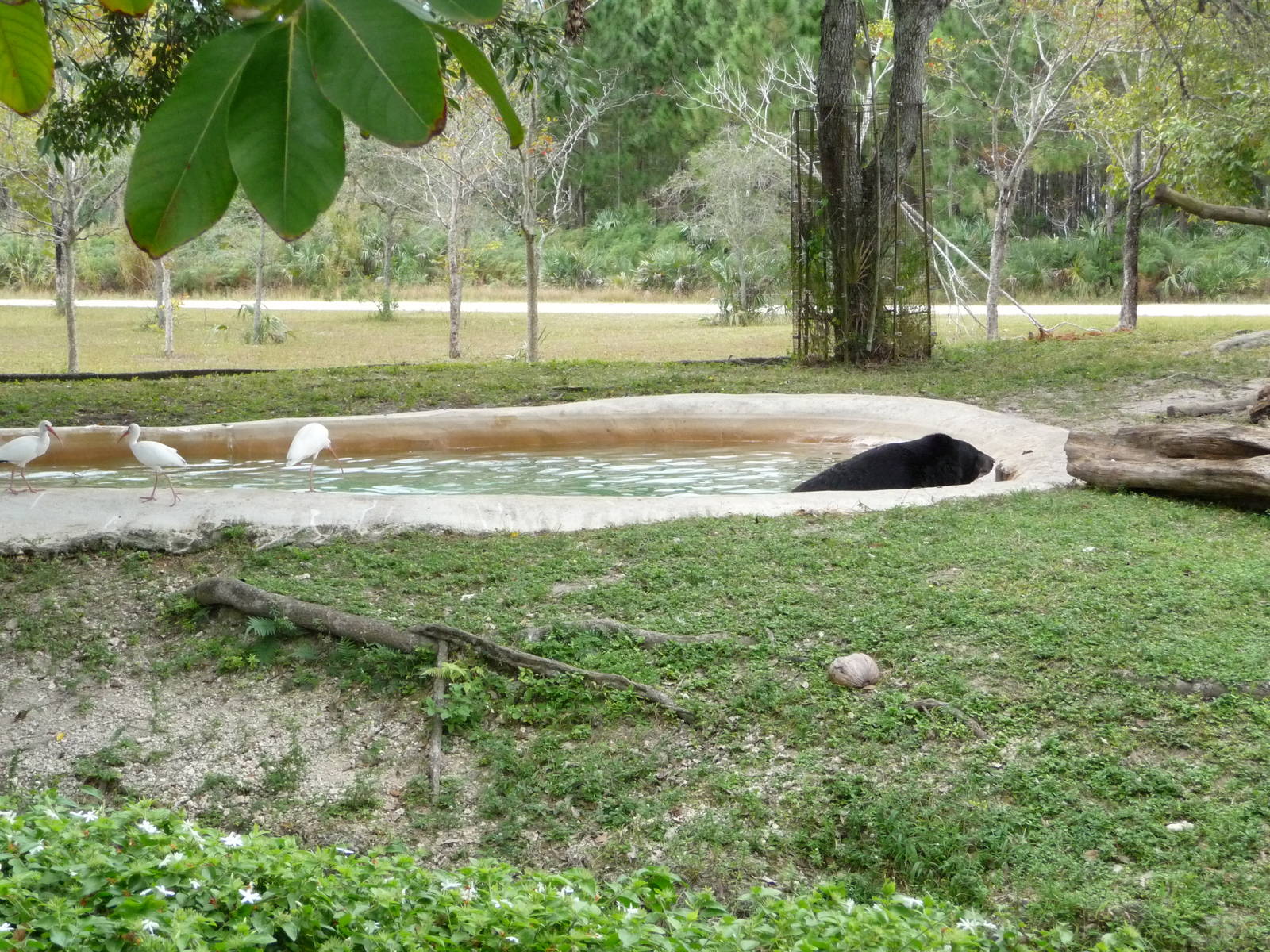 Asiatic Black Bear Exhibit