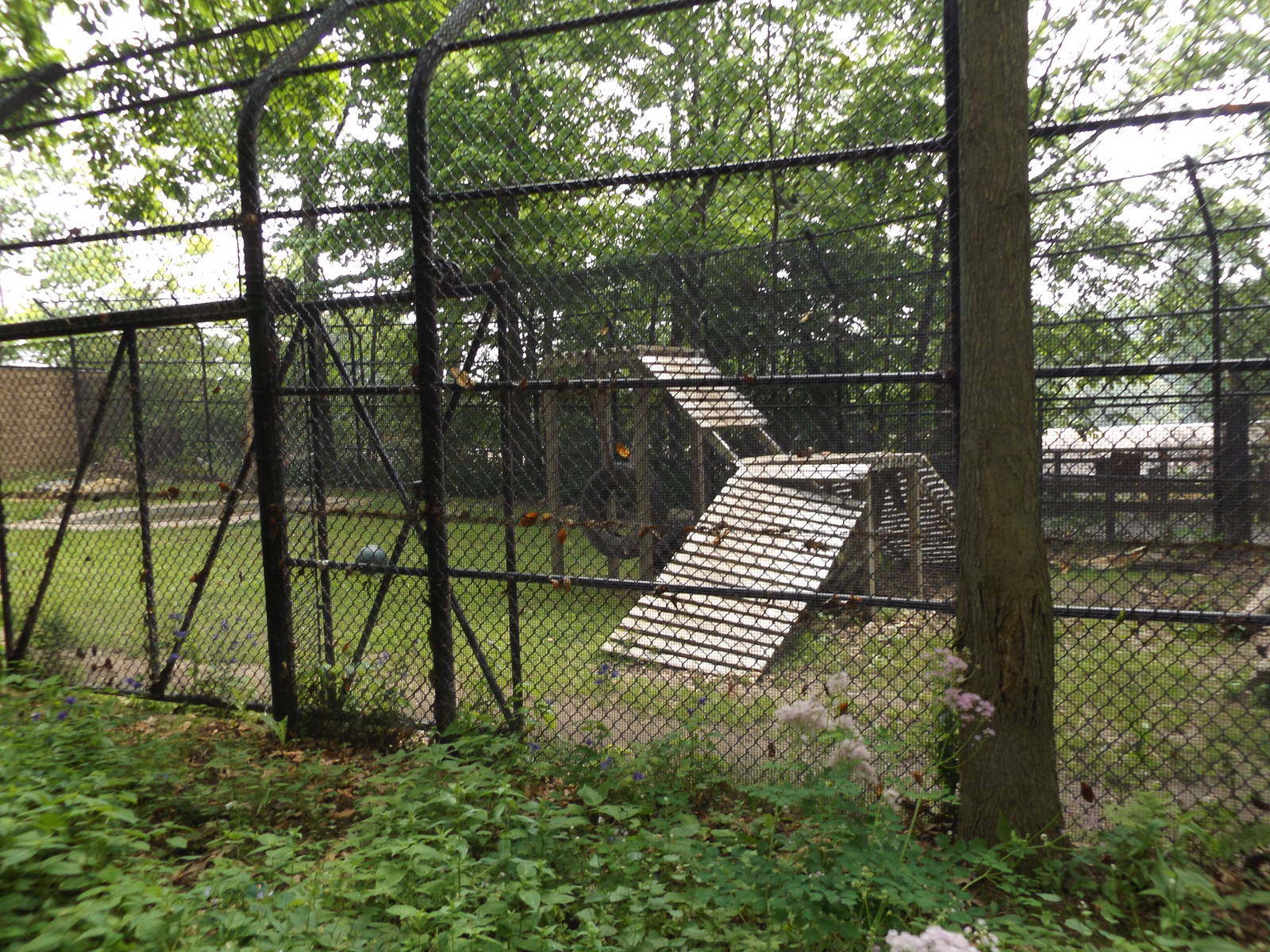Asiatic Black Bear Exhibit