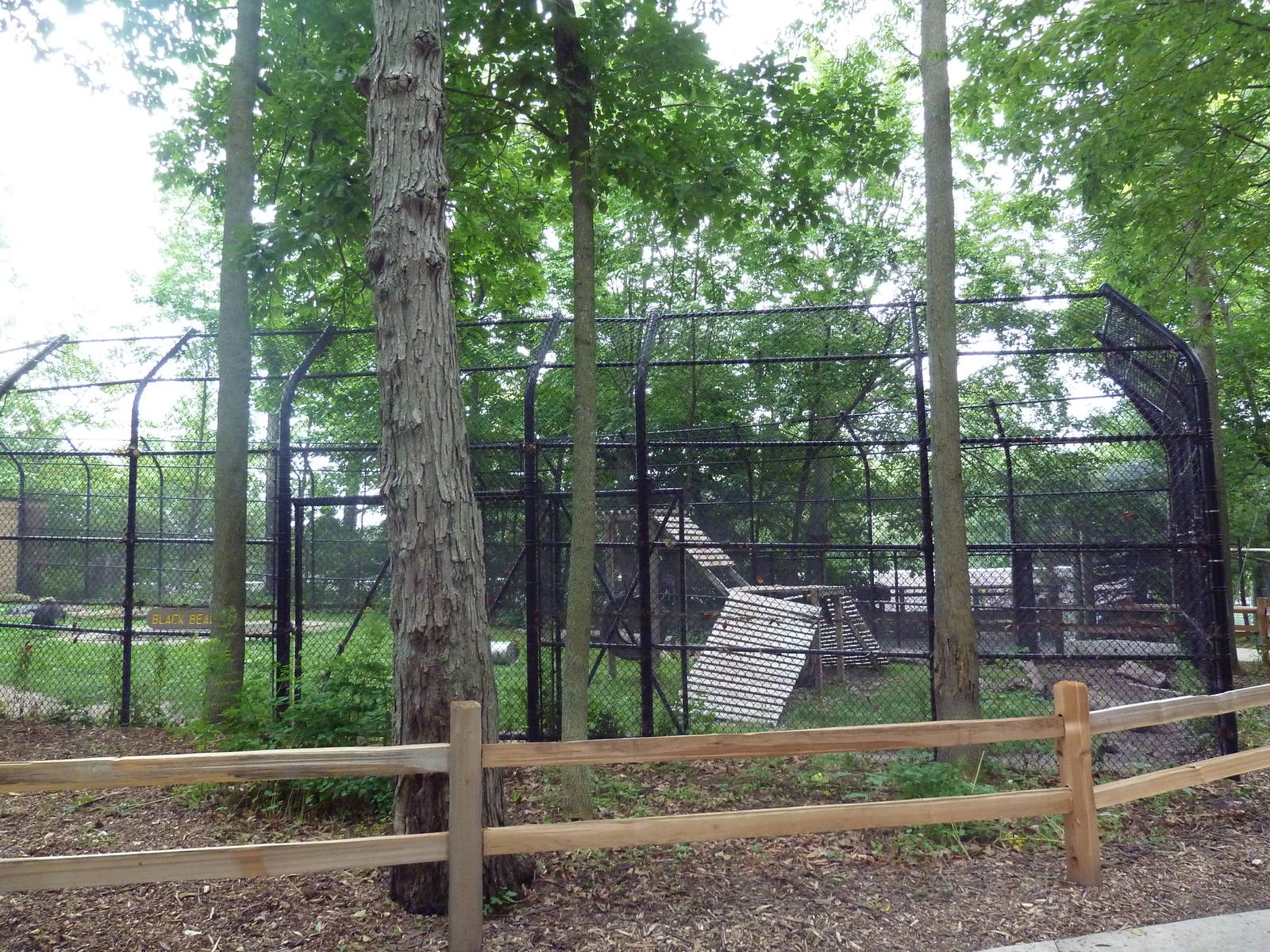 Asiatic Black Bear Exhibit