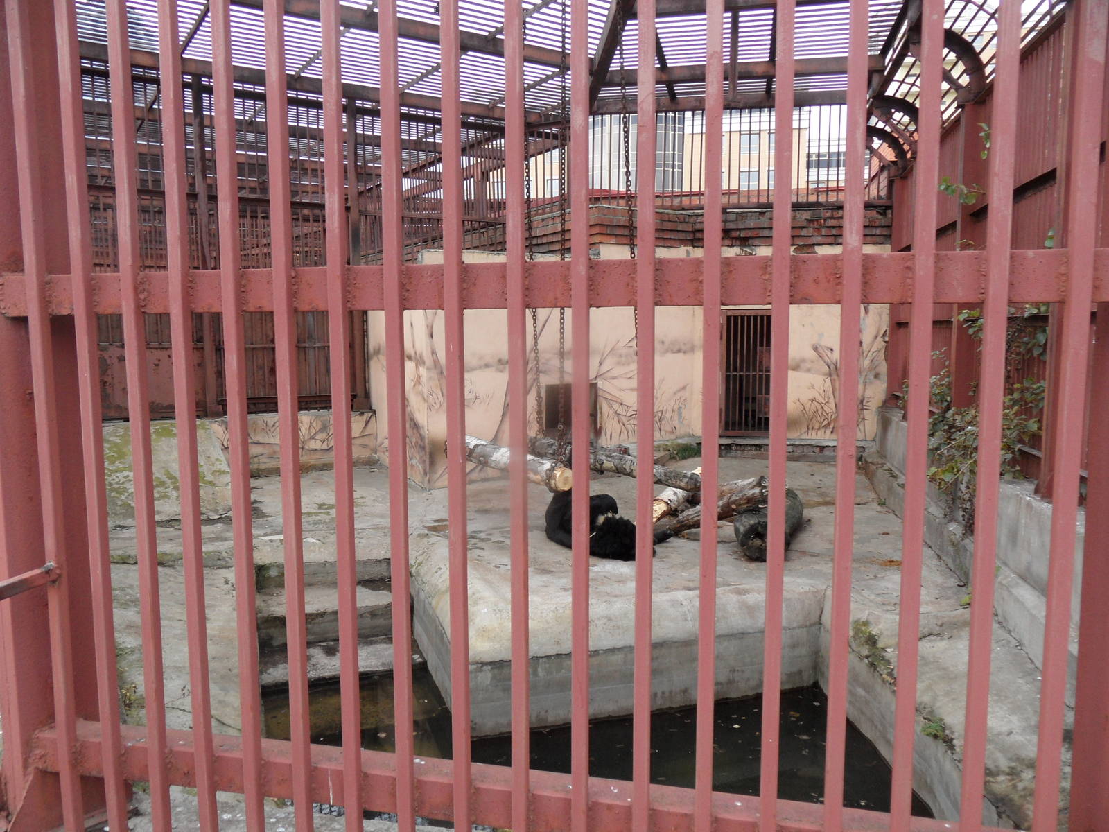 Asiatic black bear exhibit