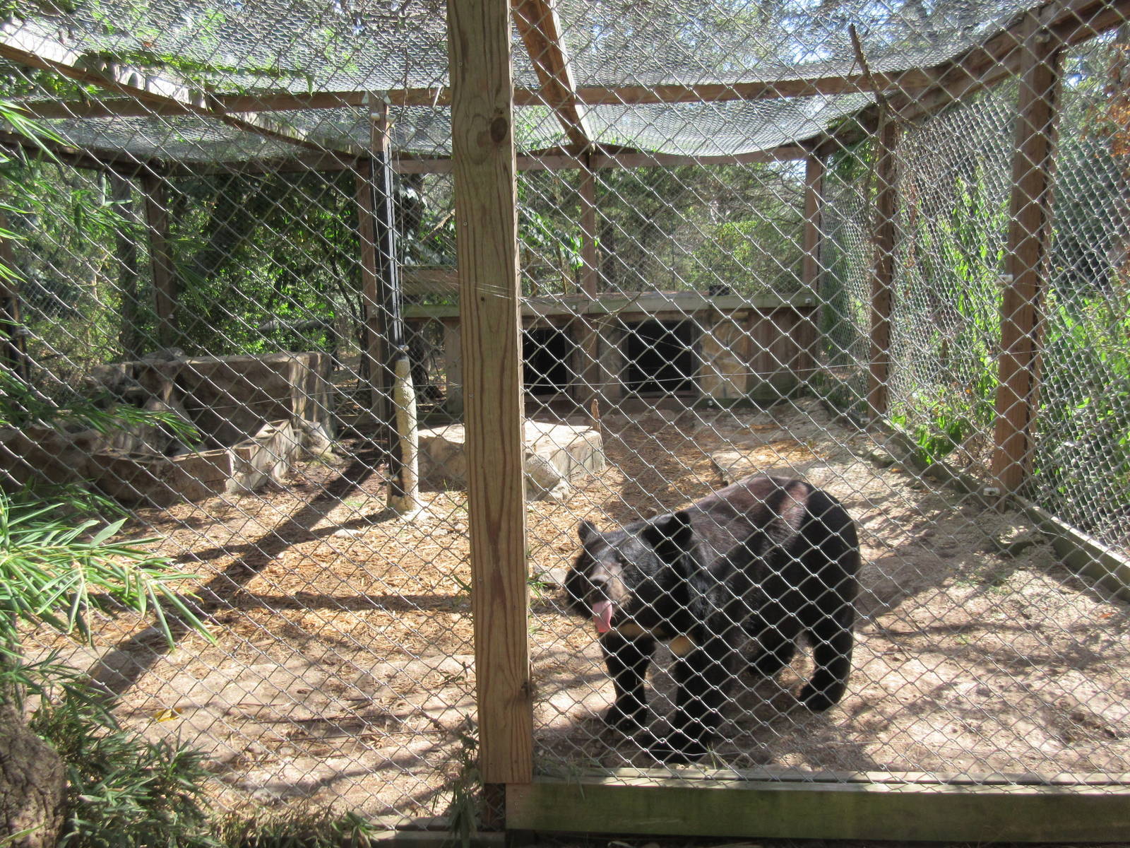 Asiatic Black Bear Exhibit