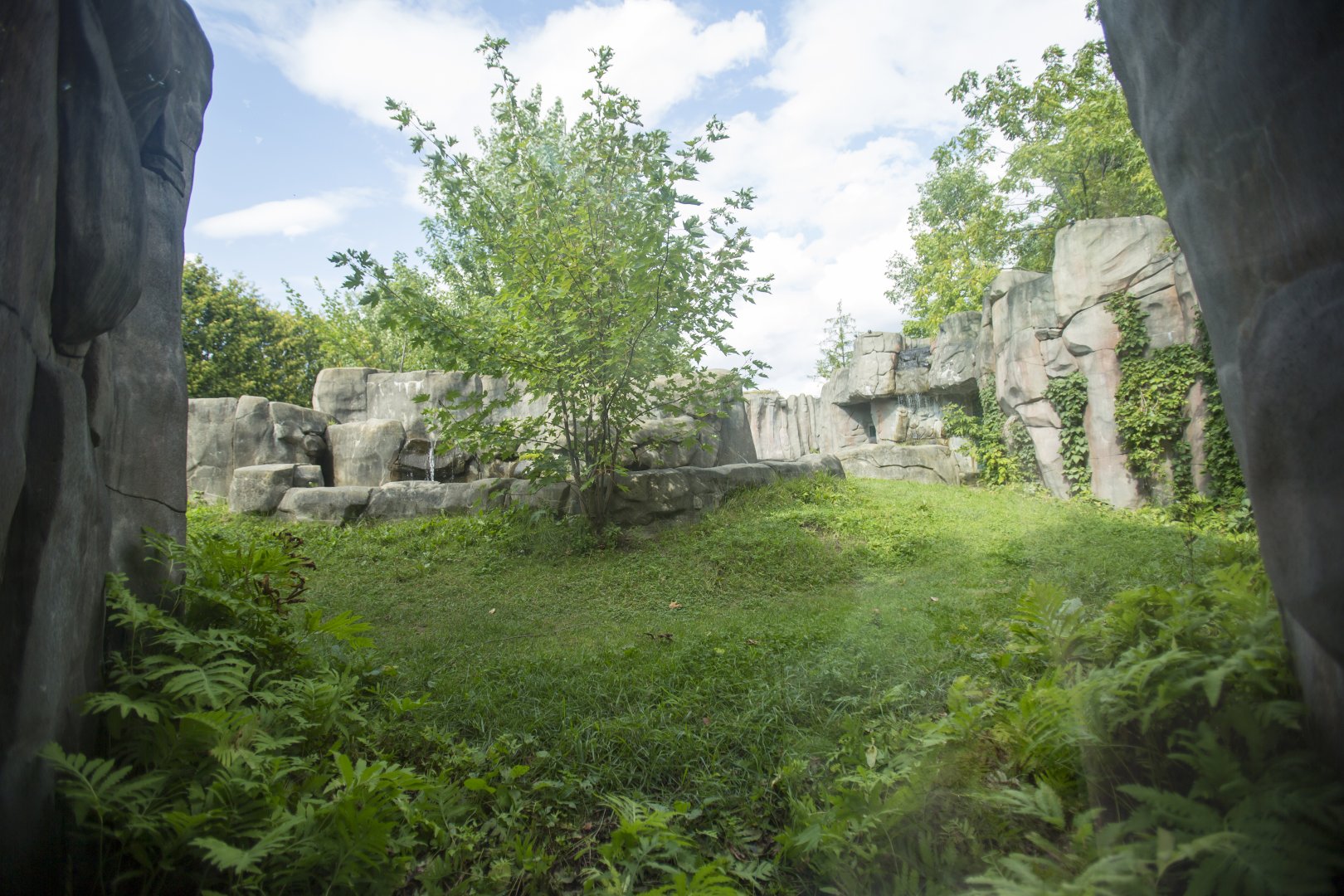 Asiatic Black Bear Exhibit