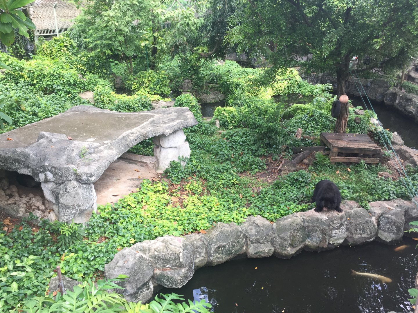 Asiatic Black Bear Exhibit