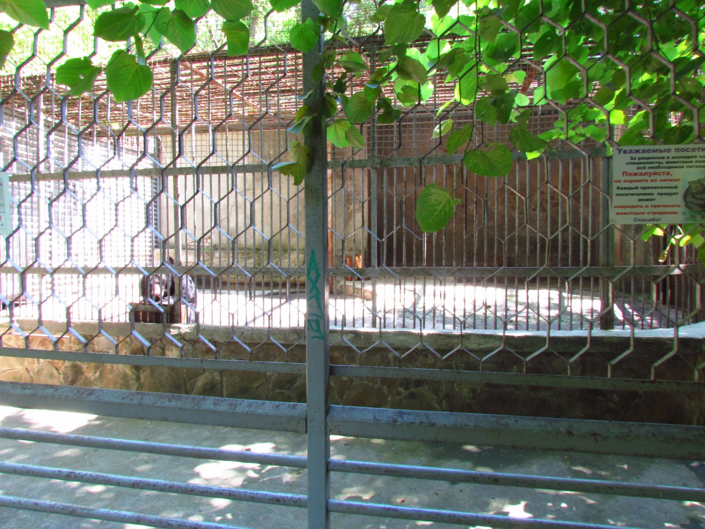 Asiatic black bear exhibit
