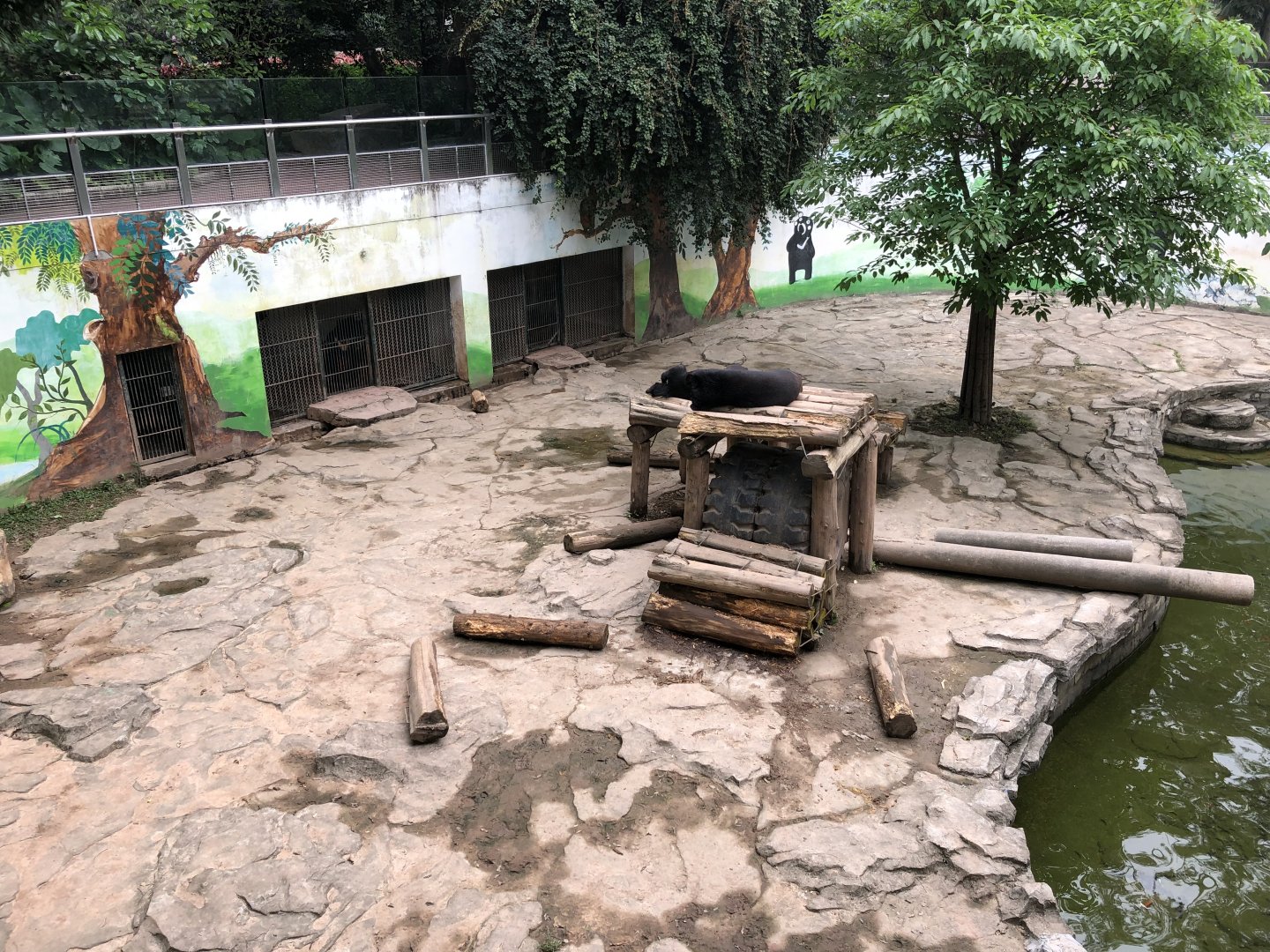 Asiatic Black Bear Exhibit