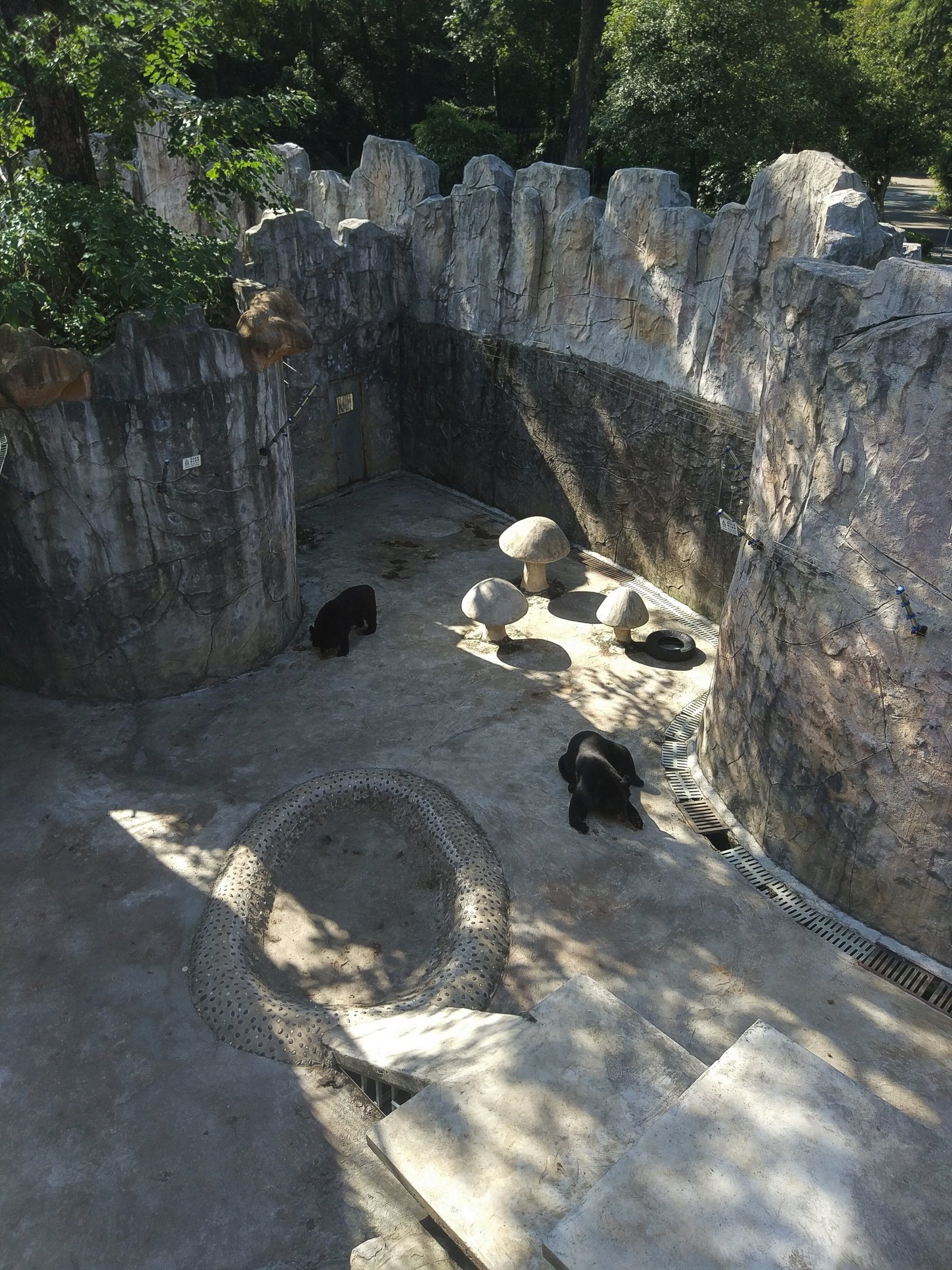 Asiatic Black Bear Exhibit