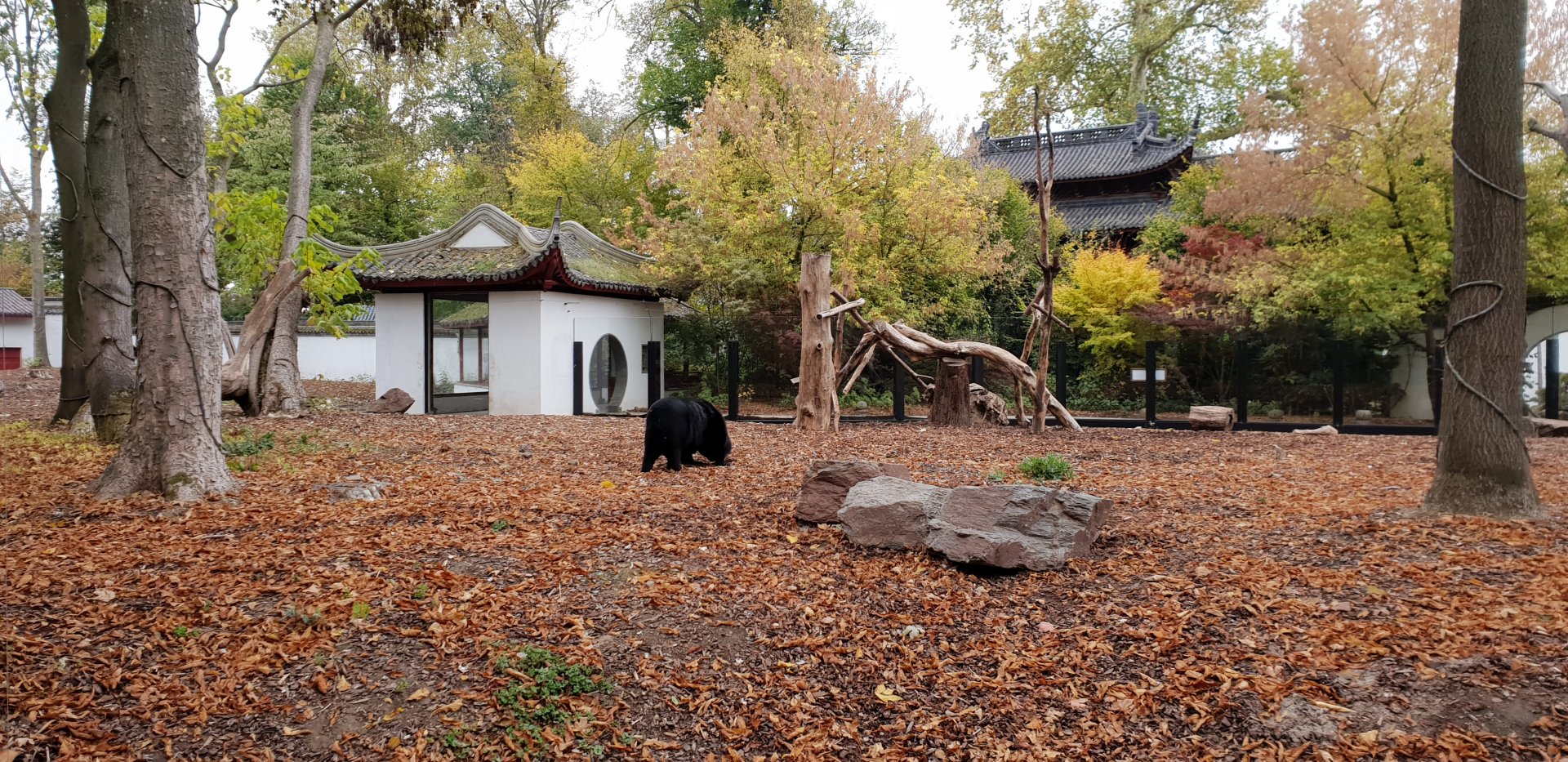 Asiatic Black Bear exhibit