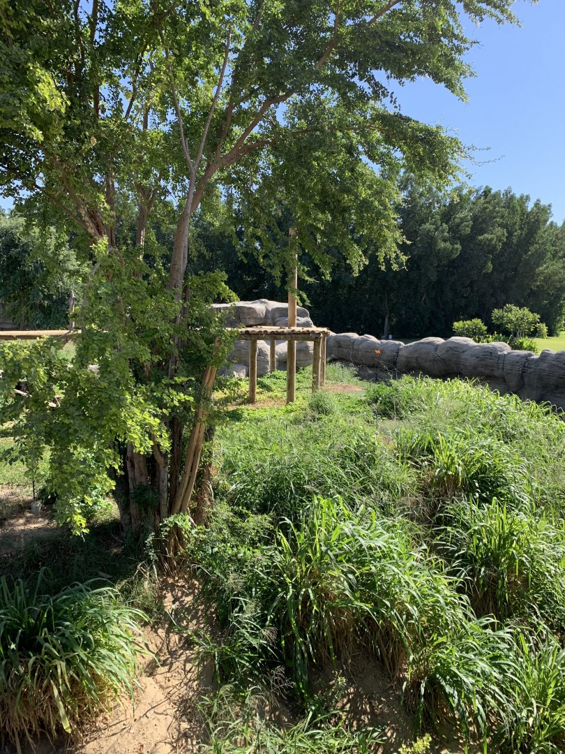 Asiatic black bear exhibit