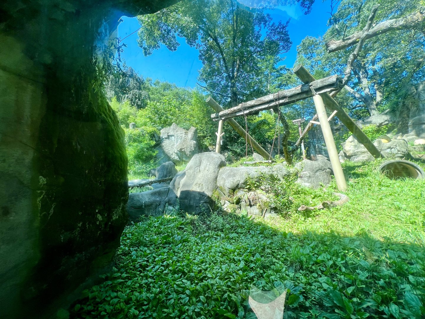 Asiatic Black Bear Exhibit