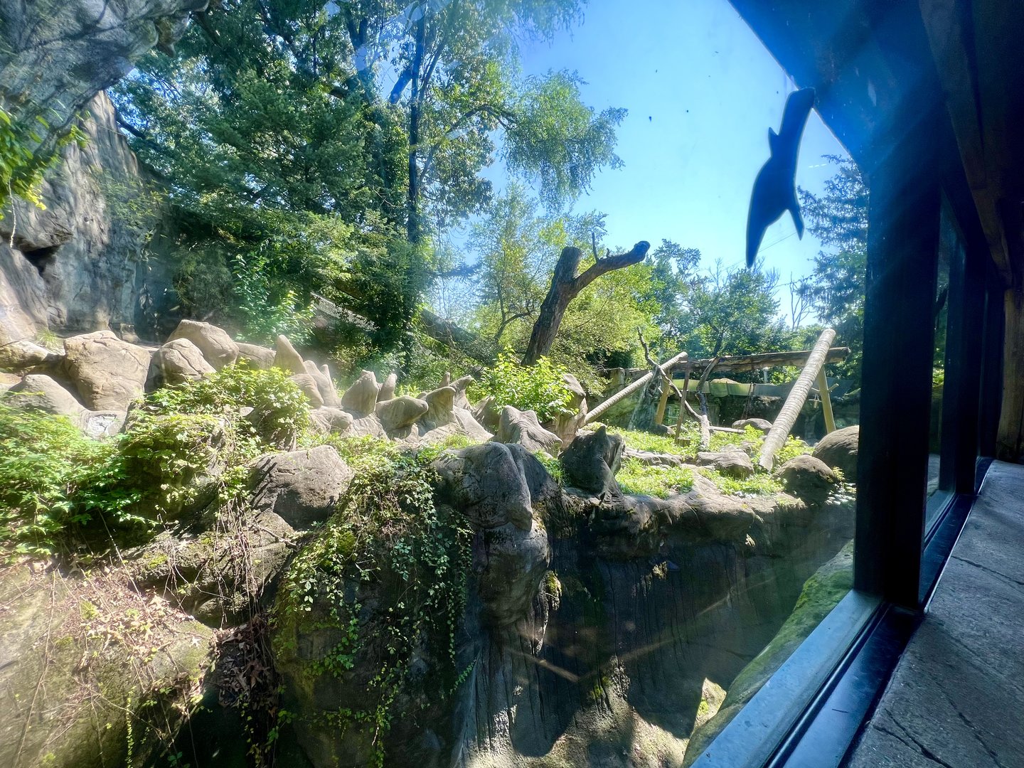 Asiatic Black Bear Exhibit
