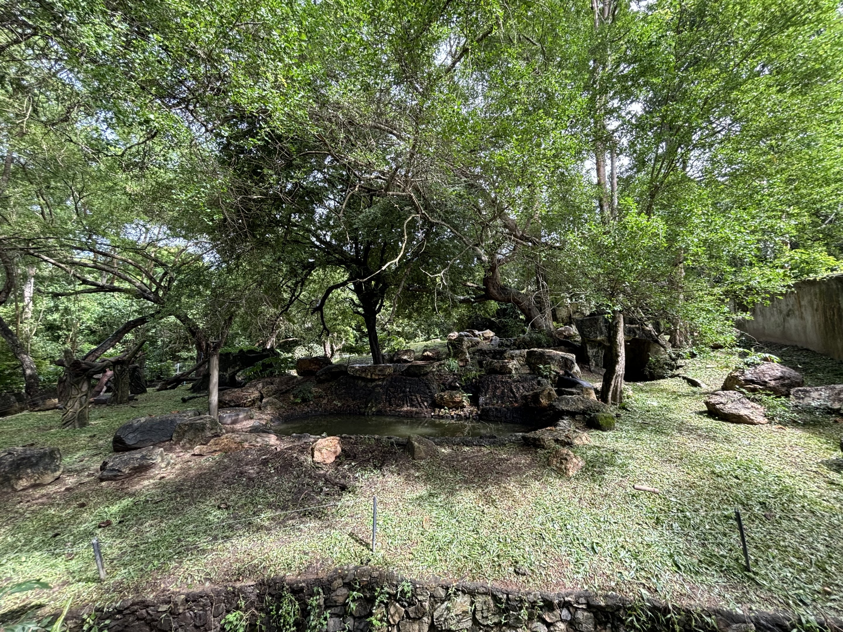 Asiatic Black Bear Exhibit