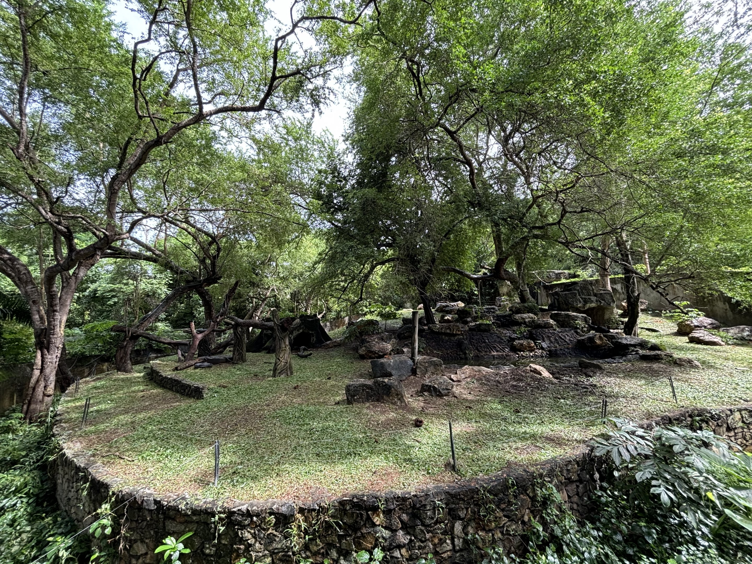 Asiatic Black Bear Exhibit