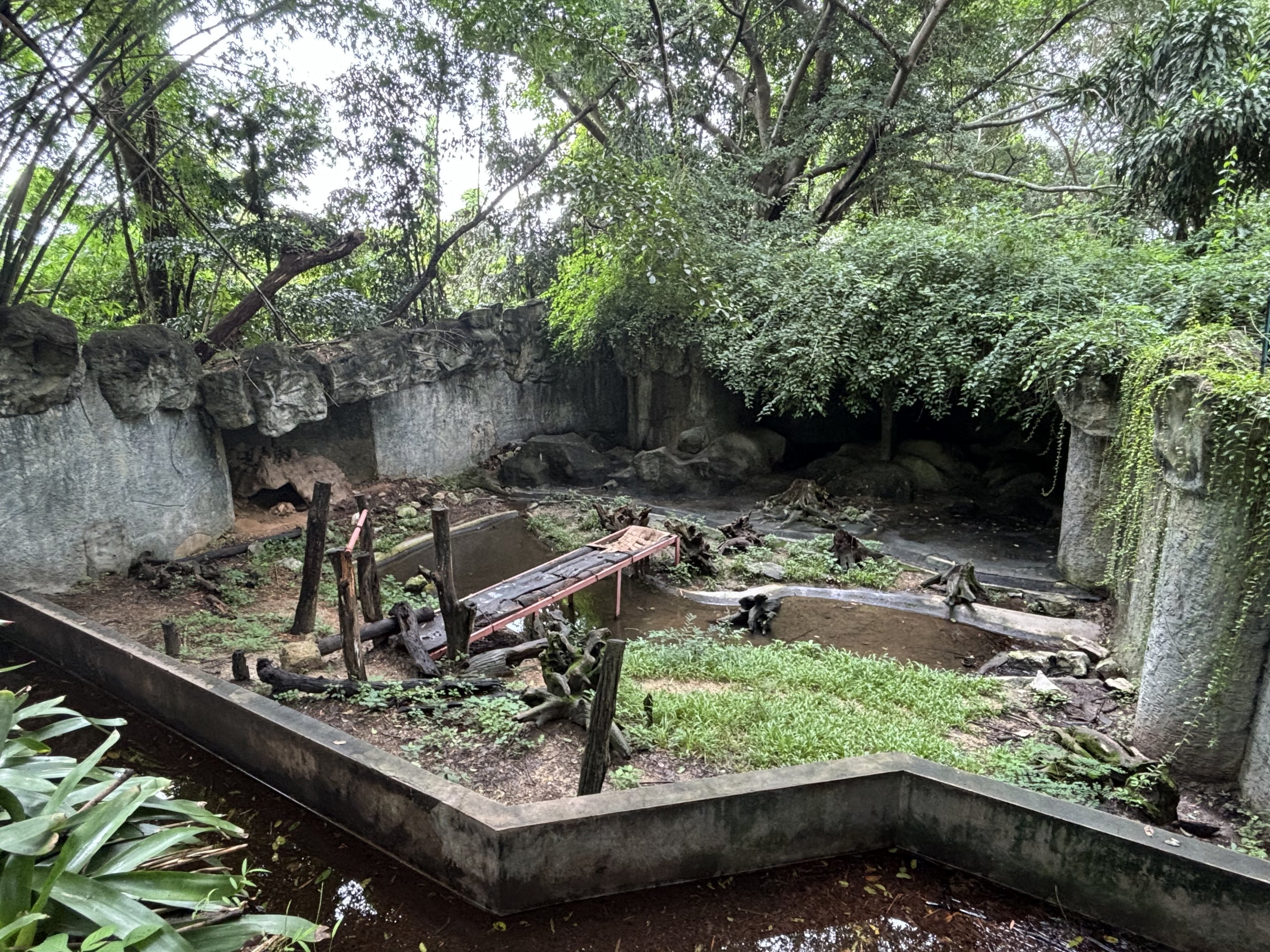Asiatic Black Bear Exhibit
