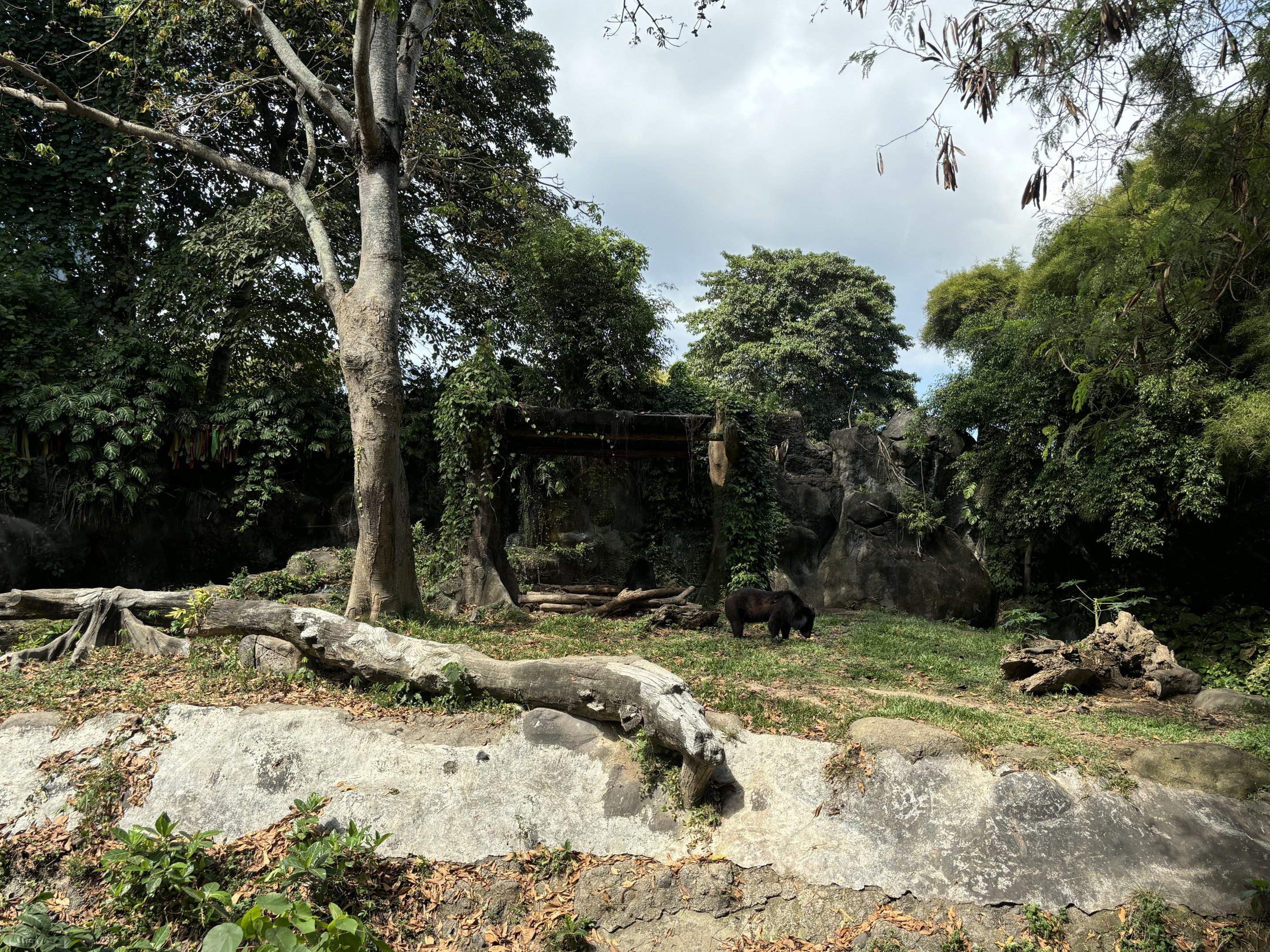 Asiatic Black Bear Exhibit
