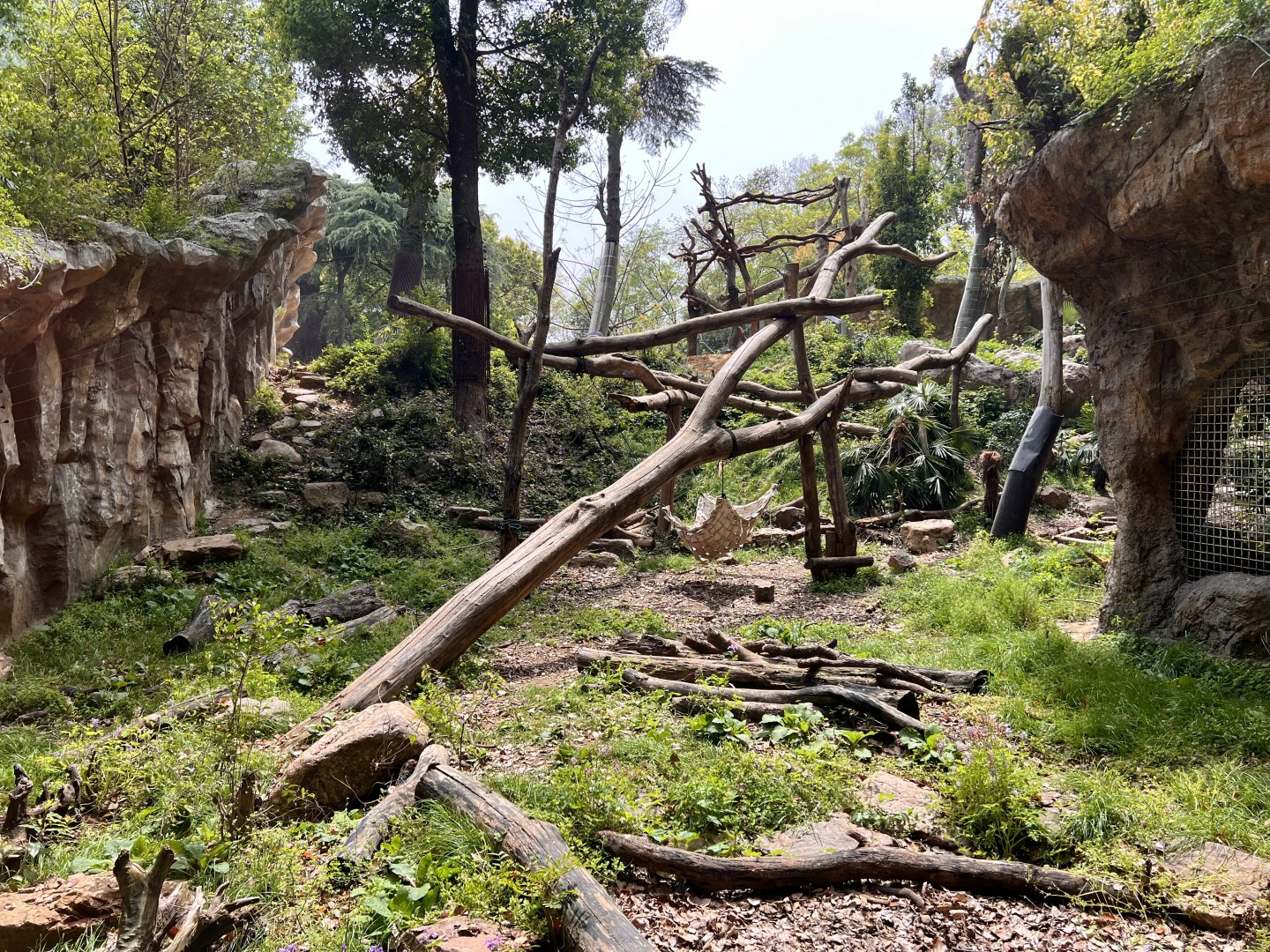 Asiatic Black Bear Exhibit