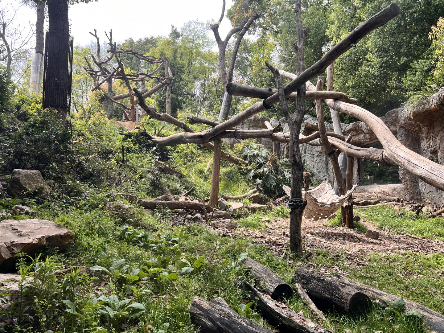 Asiatic Black Bear Exhibit