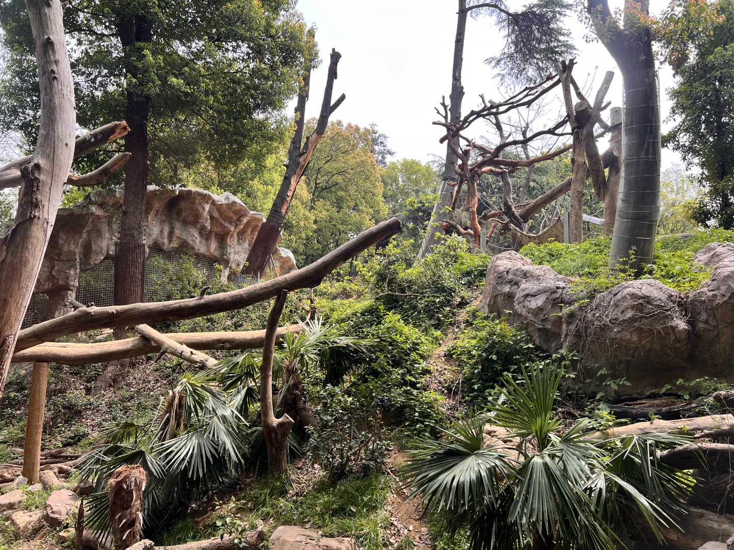Asiatic Black Bear Exhibit