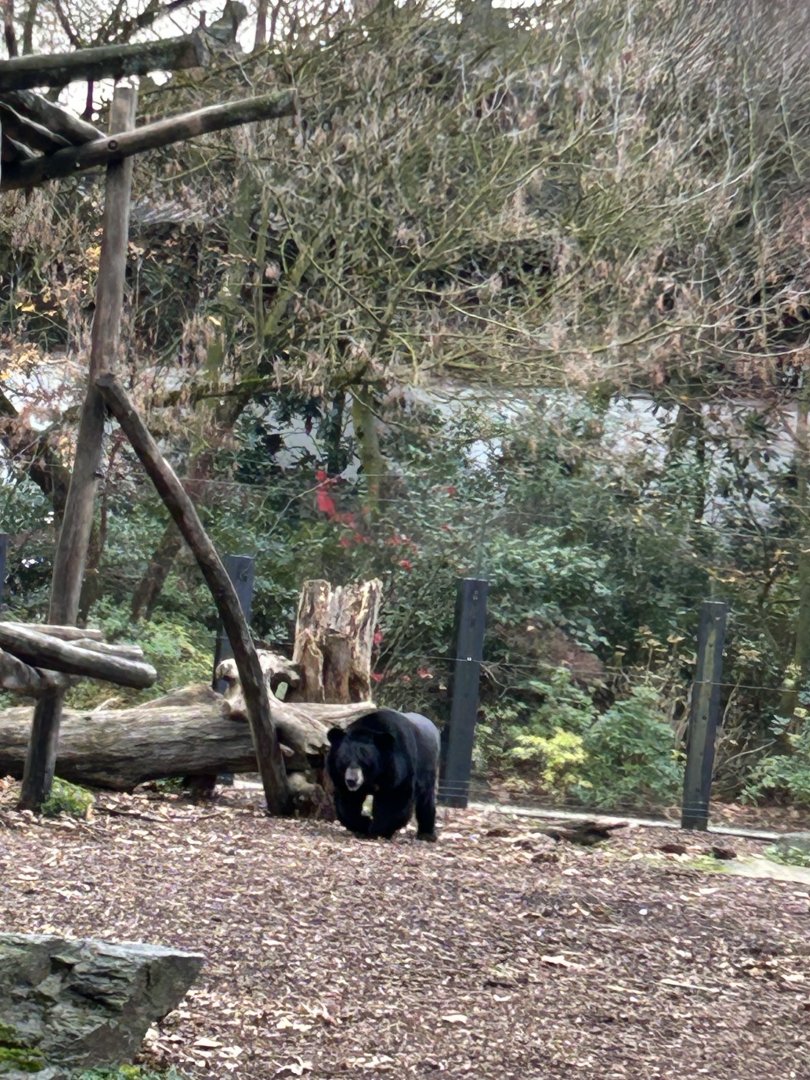 Asiatic black bear exhibit