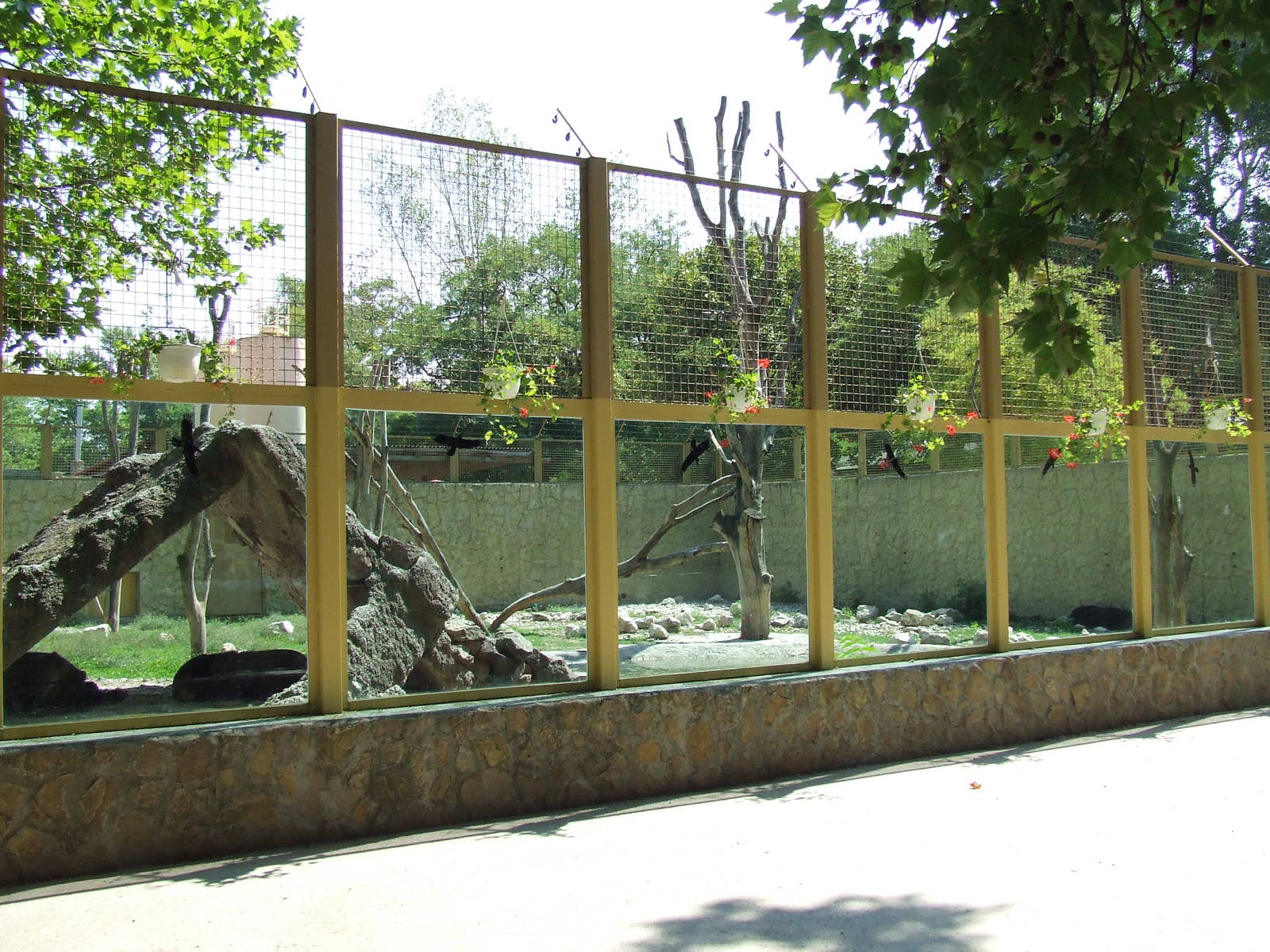 Asiatic Black Bear exhibit