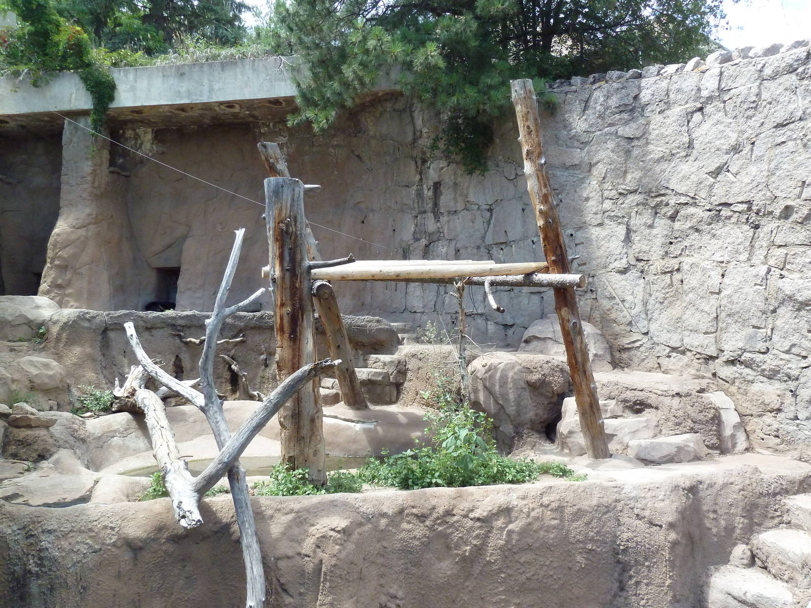 Asiatic Black Bear Grotto