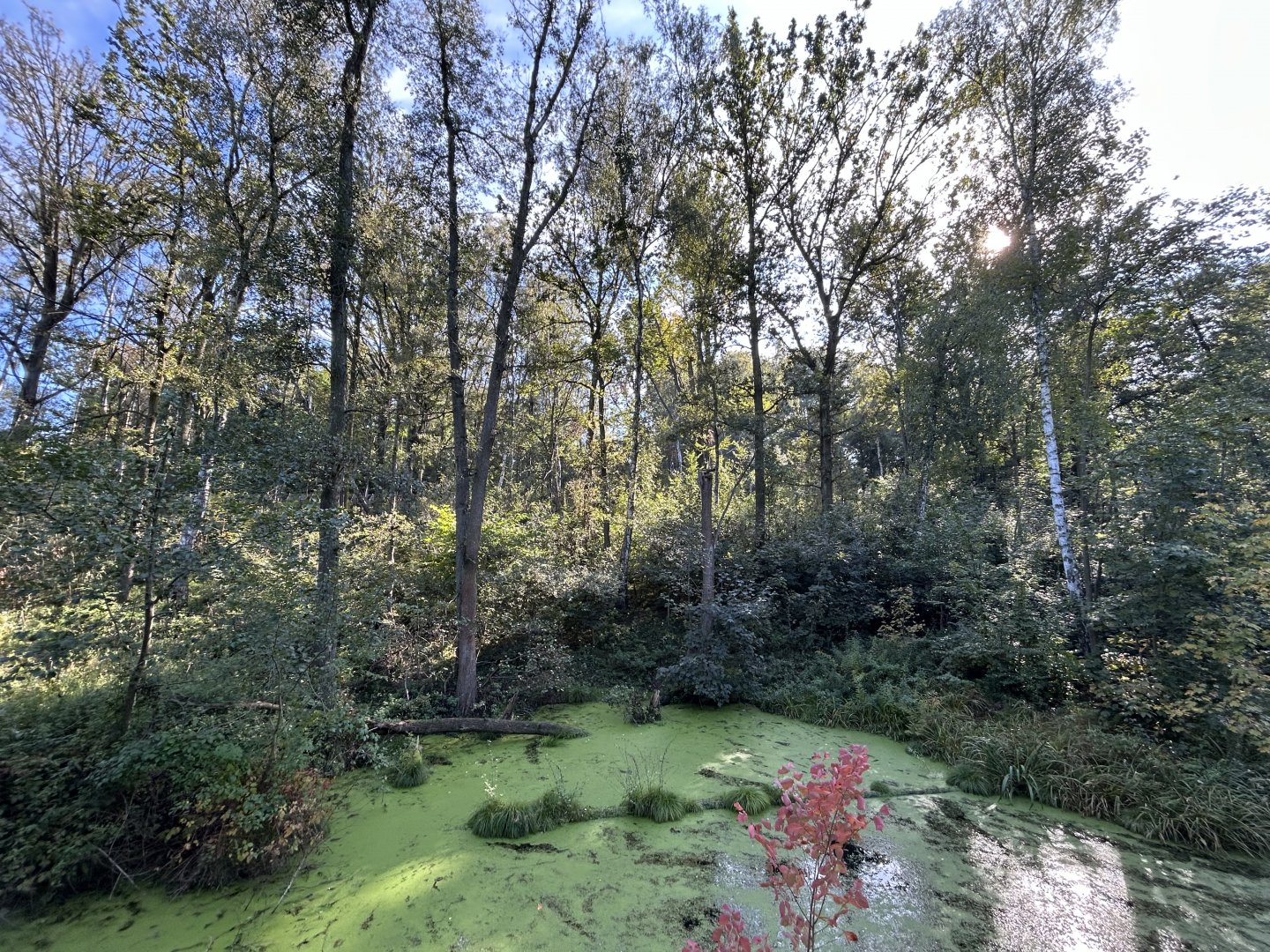 Asiatic Black Bear & Hanuman Langur Exhibit - Chitwan