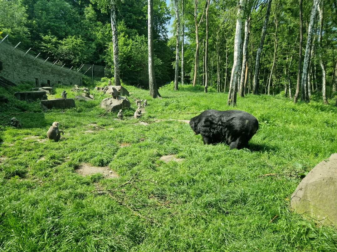 Asiatic Black Bear/Hanuman langurs