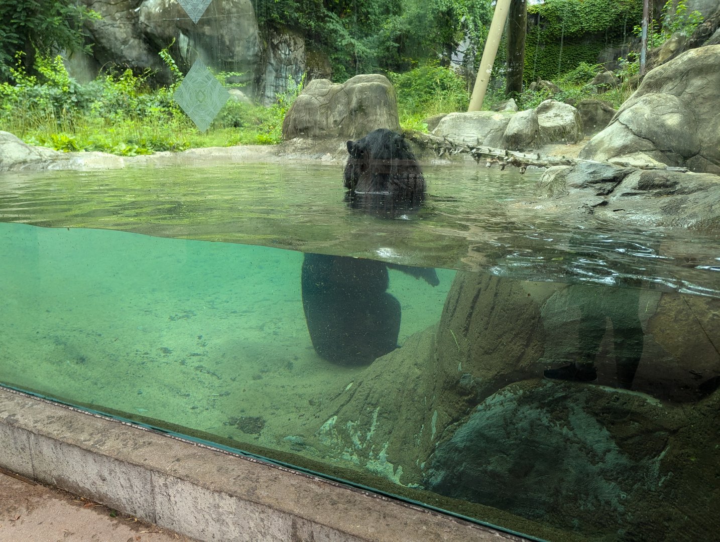 Asiatic Black Bear in Pool