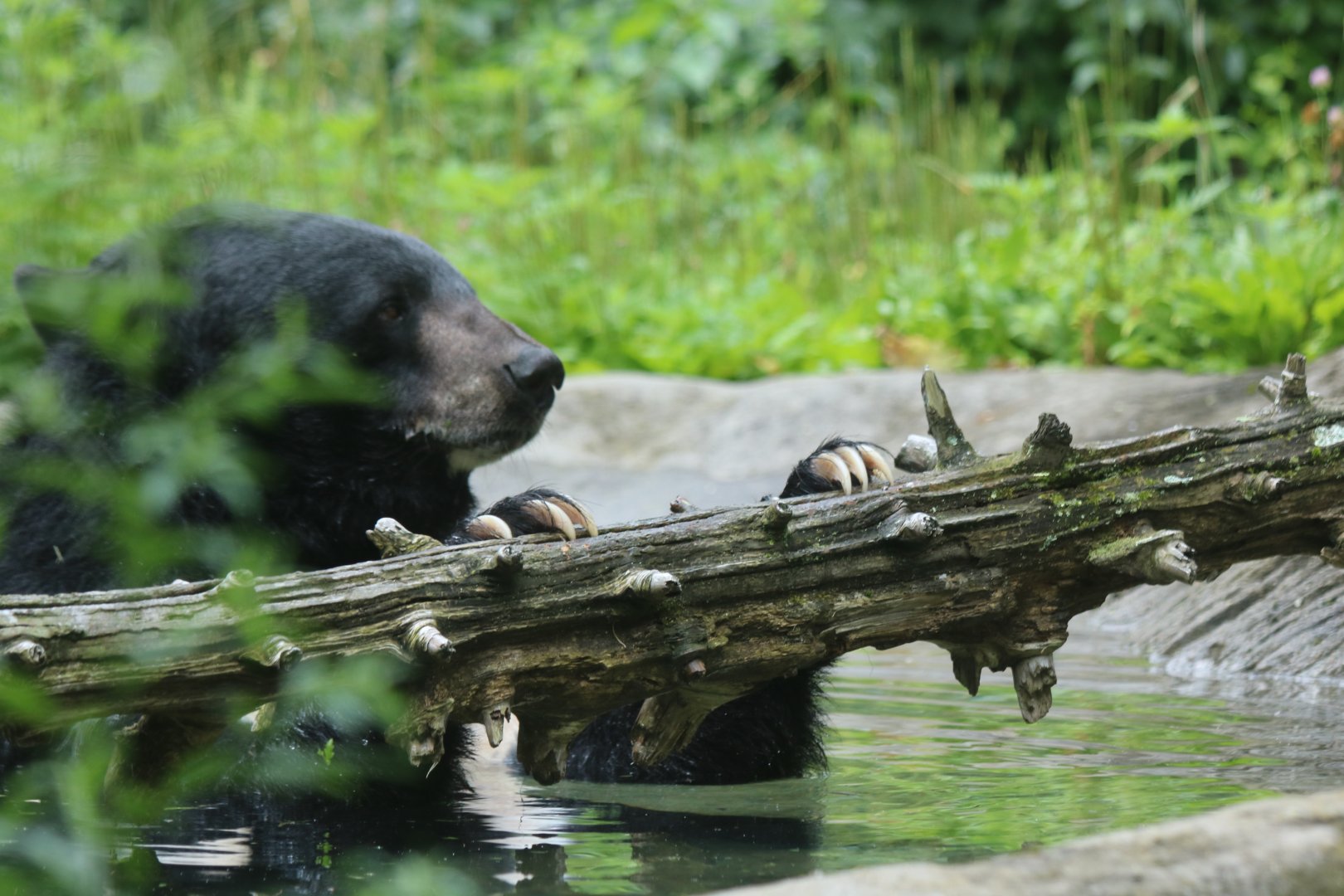 Asiatic Black Bear in the Water