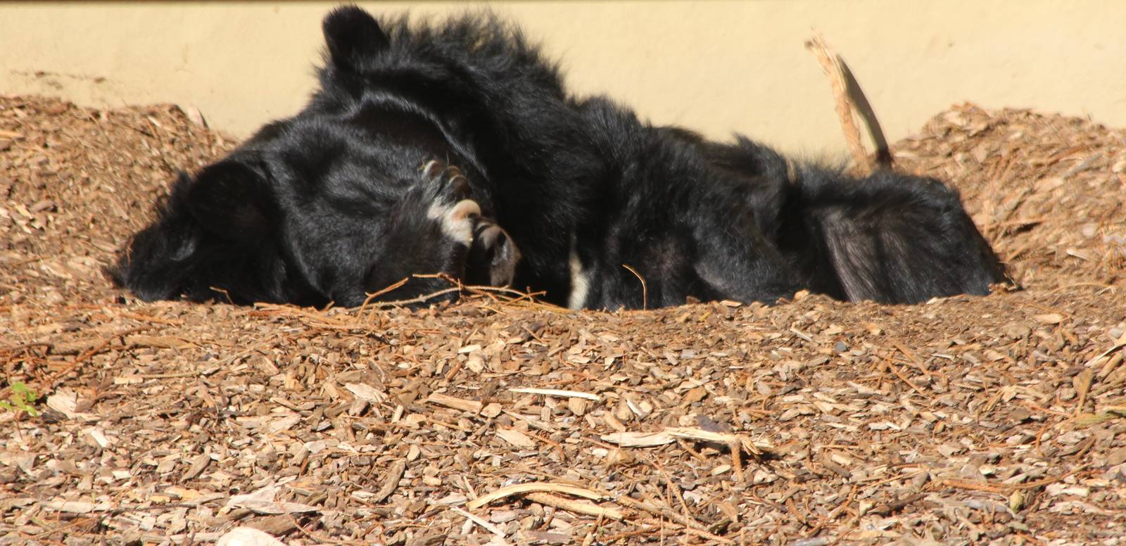 Asiatic Black Bear, Inca