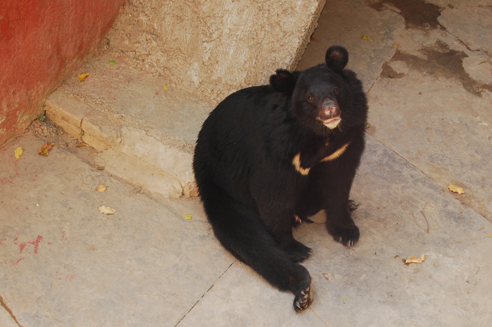 Asiatic black bear - Lahore zoo 17/11/2019
