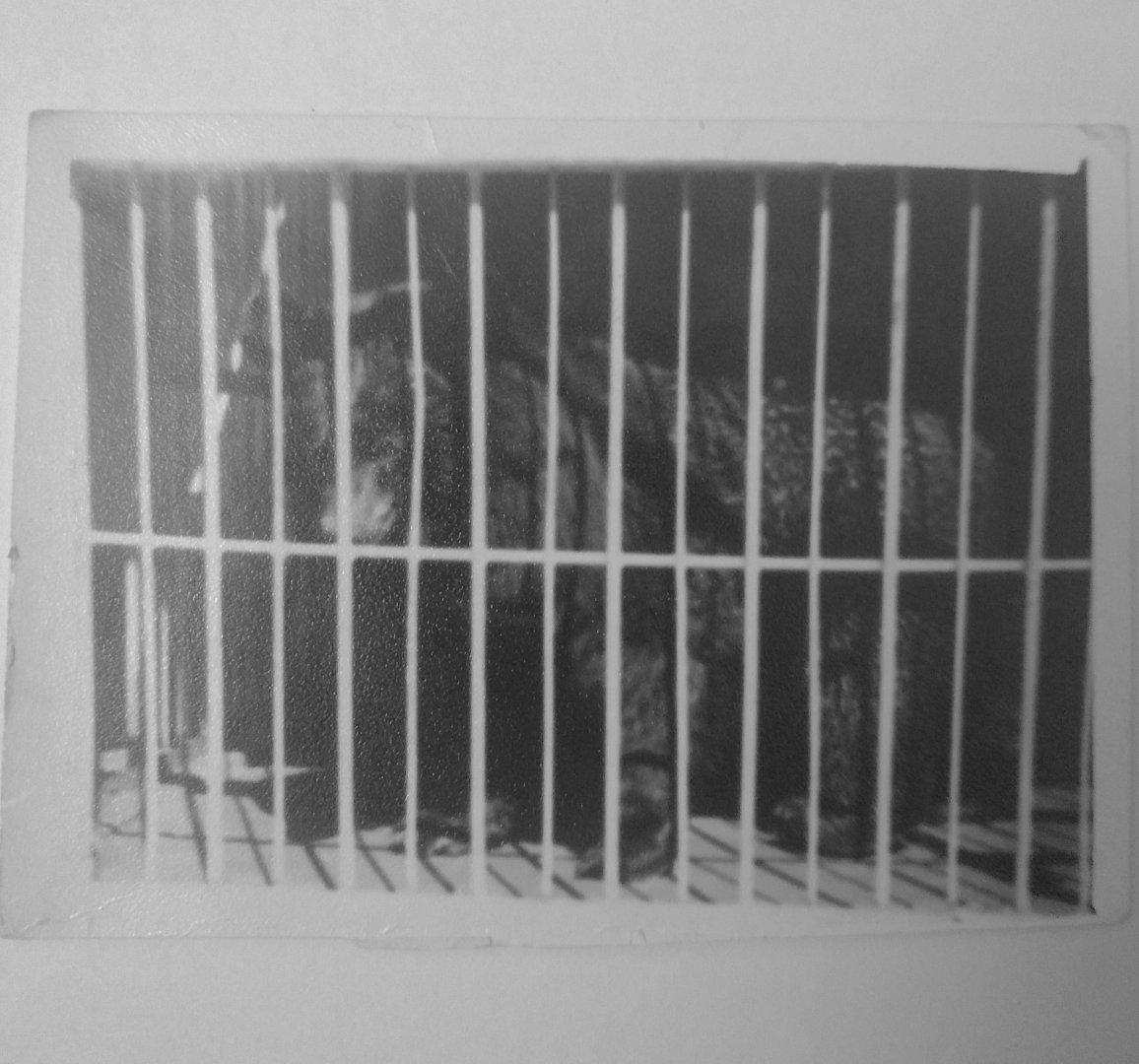 Asiatic black bear - Lahore zoo 1975-1980's