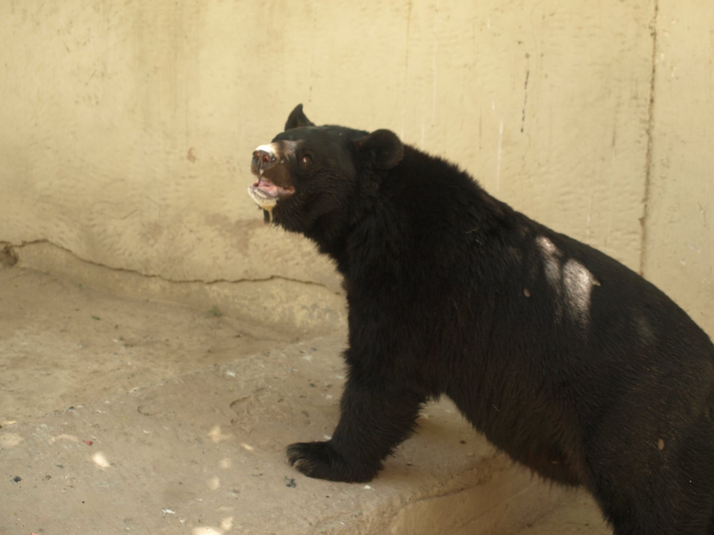 Asiatic black bear - Lahore zoo 8/4/2017