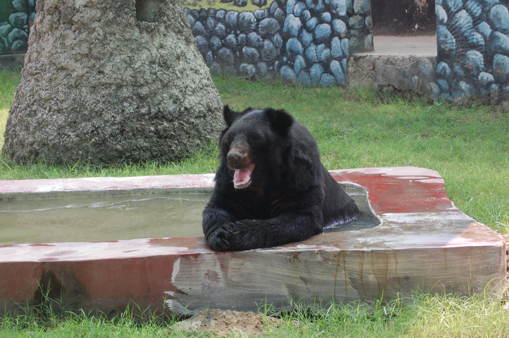 Asiatic black bear - Lahore zoo 8/9/2021