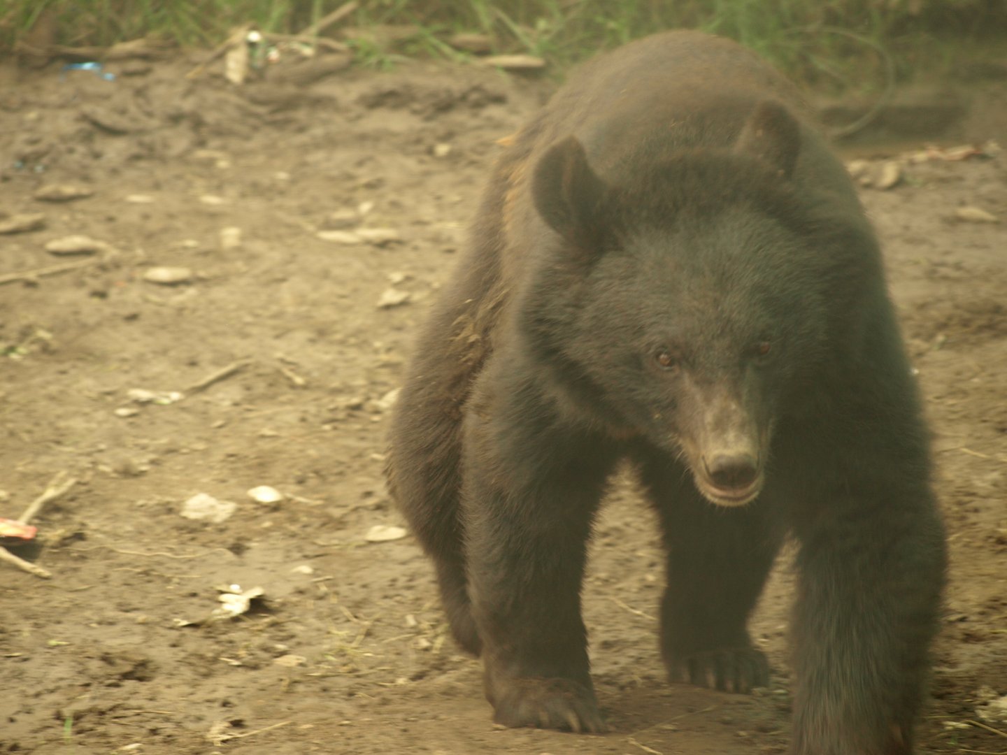 Asiatic Black bear - Lalazar Wildlife Park 2017