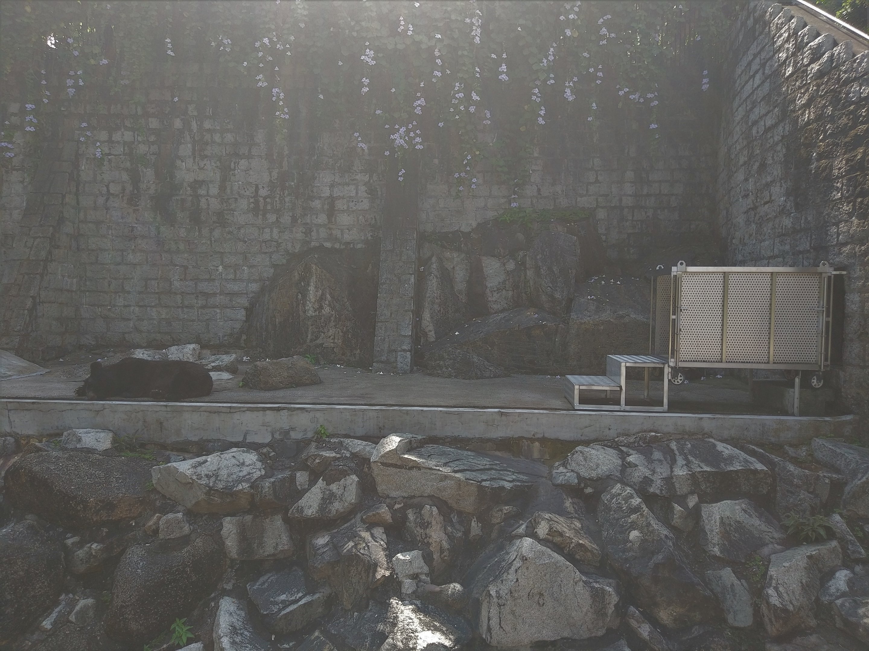 Asiatic Black Bear Pit