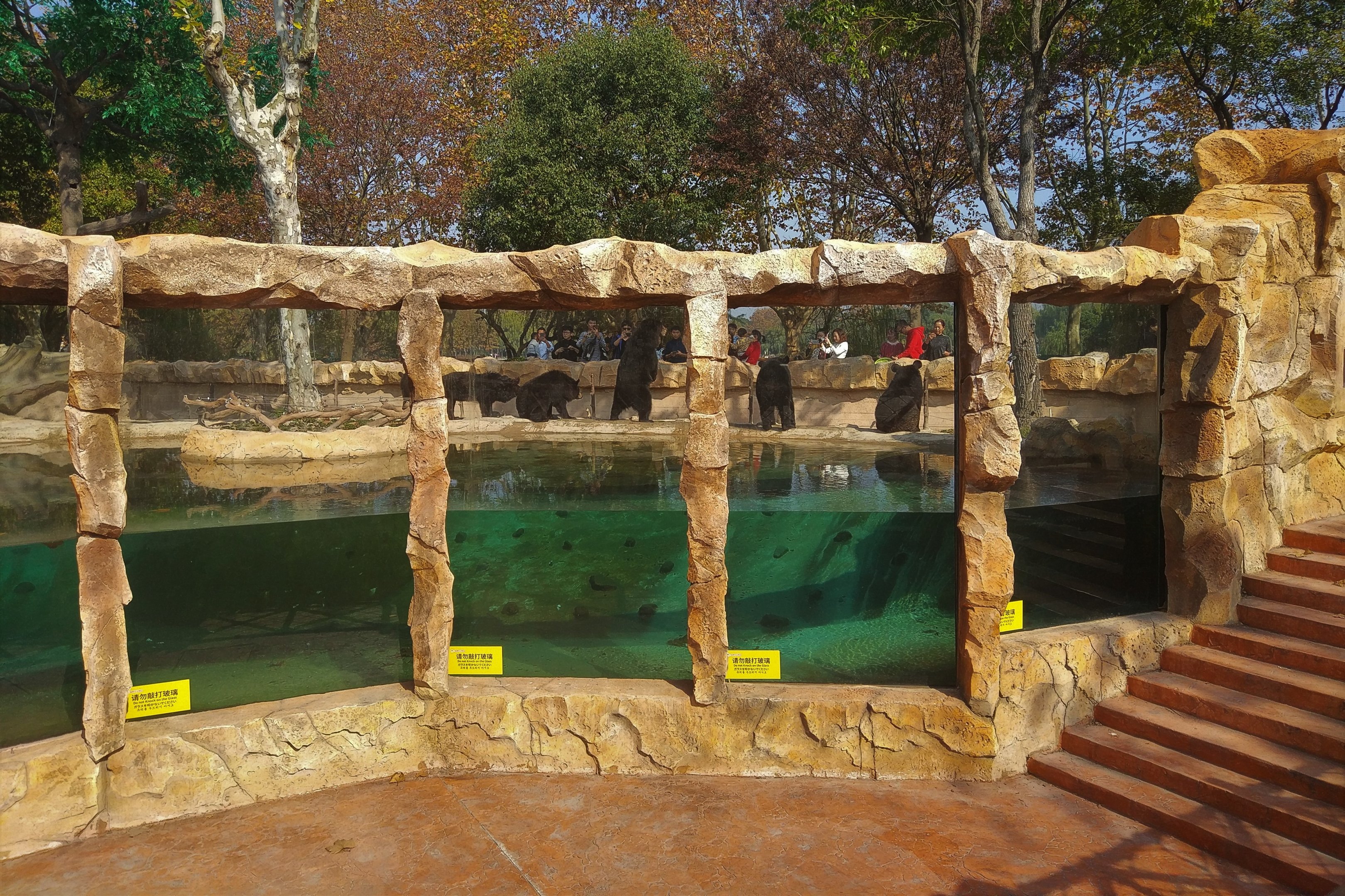 Asiatic Black Bear Pool