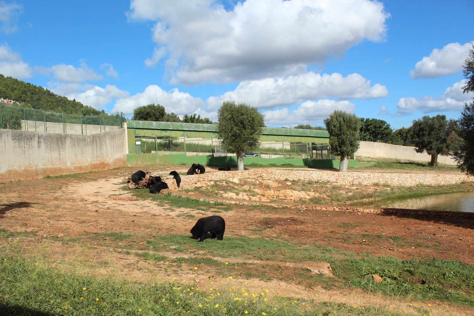 Asiatic Black Bear Reserve - Oct 2019