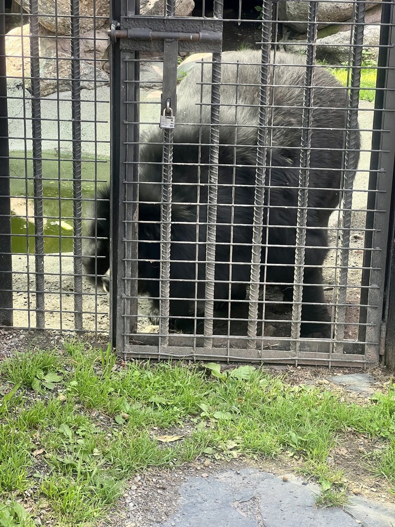 Asiatic Black Bear - to the right