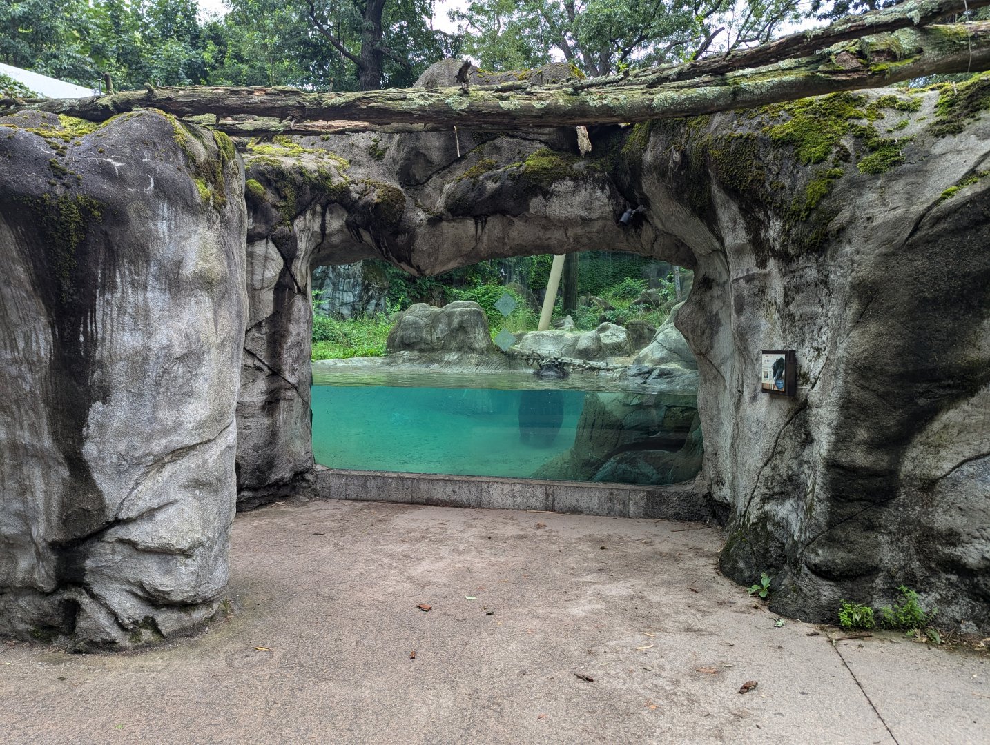 Asiatic Black Bear Underwater Viewing Area