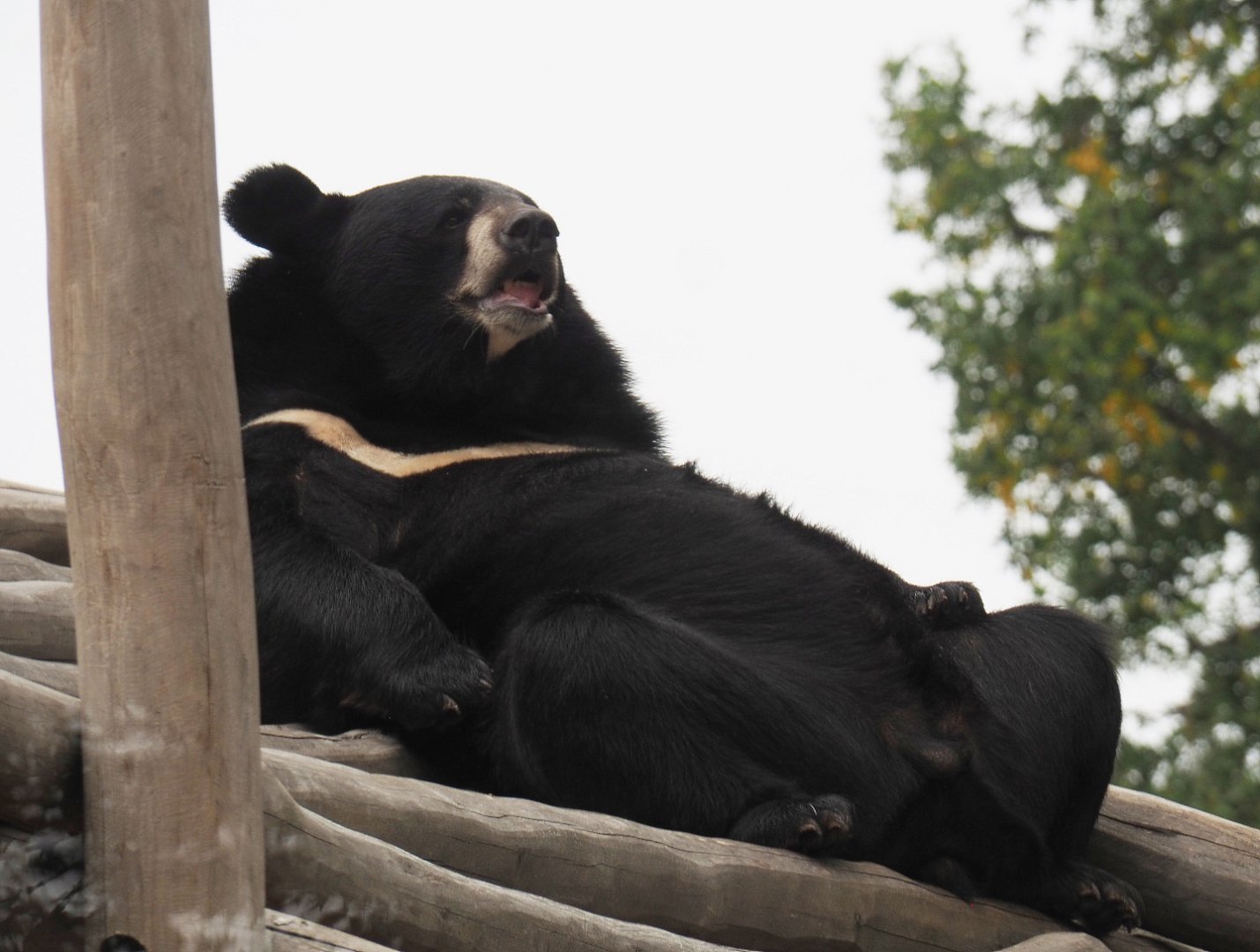 Asiatic black bear (Ursus thibetanus), 2020-09-03
