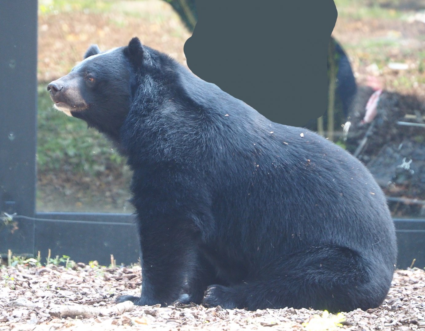 Asiatic Black Bear (Ursus thibetanus), 2021-09-02