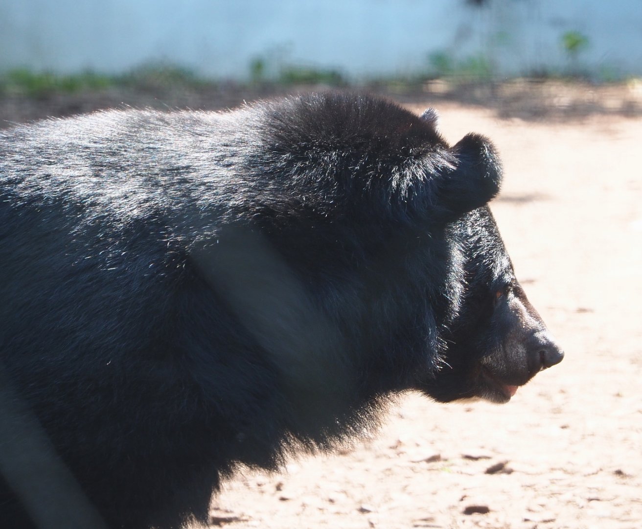 Asiatic Black Bear (Ursus thibetanus), 2021-09-02